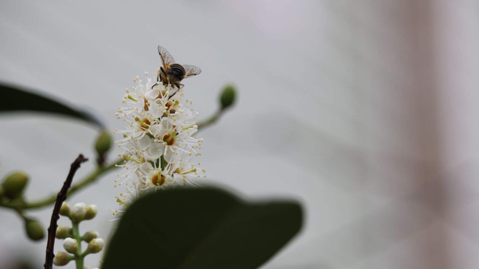 Canon EOS 750D (EOS Rebel T6i / EOS Kiss X8i) sample photo. Flower, nature, plant photography