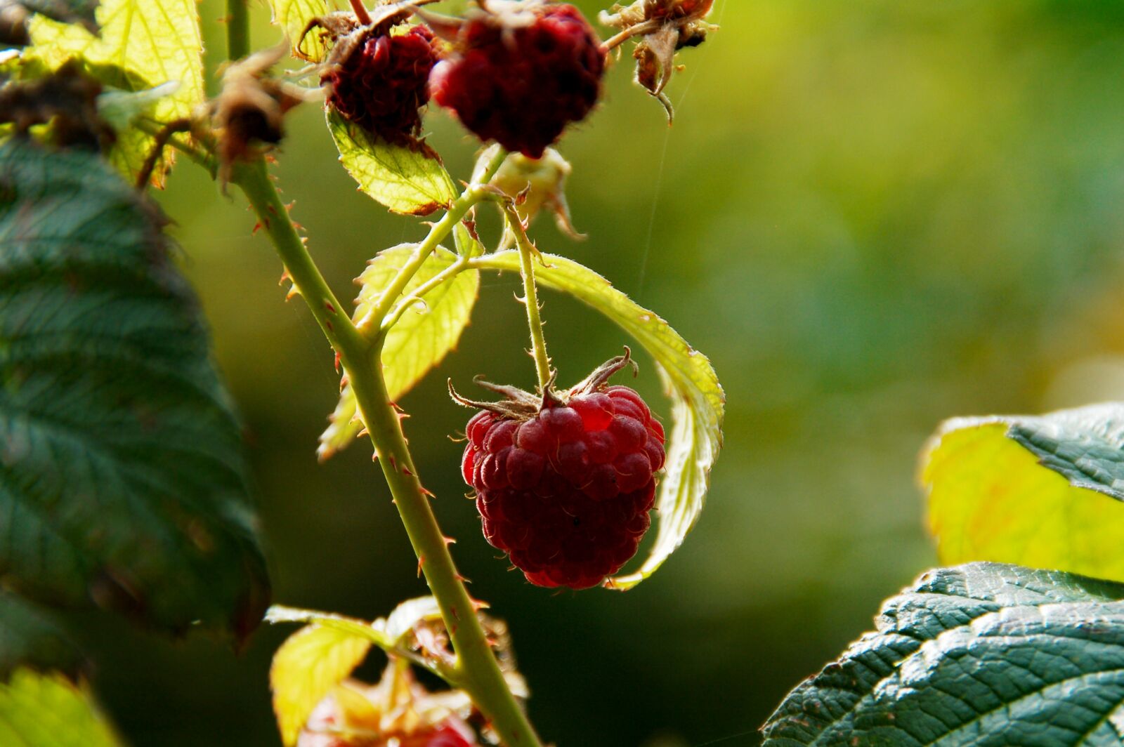 Nikon D50 sample photo. Raspberry, growth, development photography