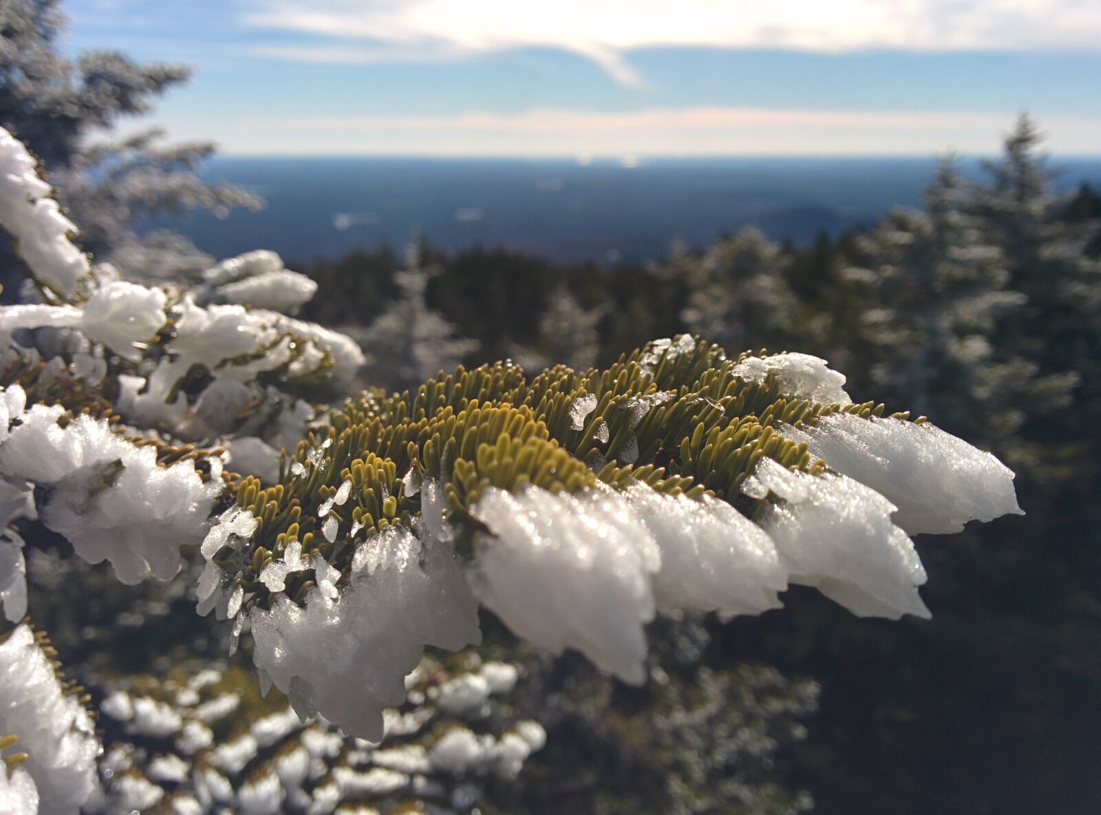 LG Nexus 5 sample photo. Tree, snow, cold photography