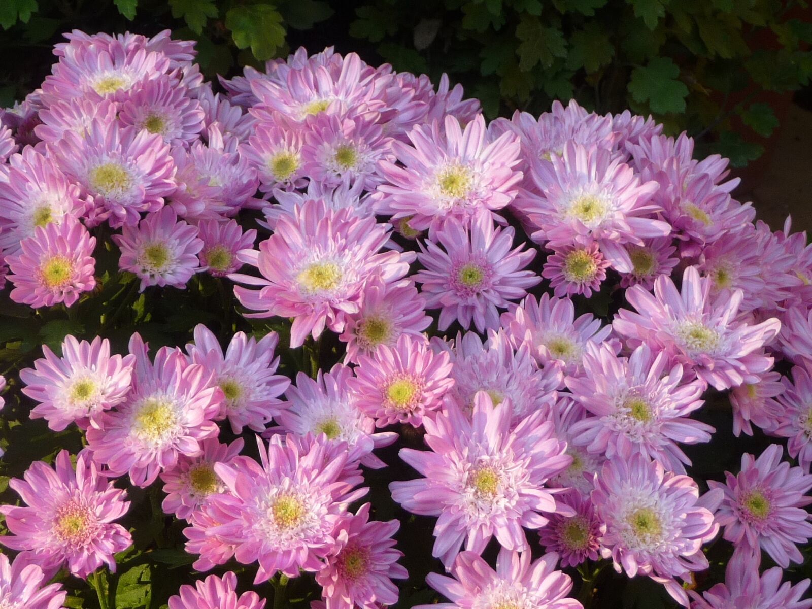 Panasonic Lumix DMC-TZ5 sample photo. 小菊, chrysanthemum, pink photography