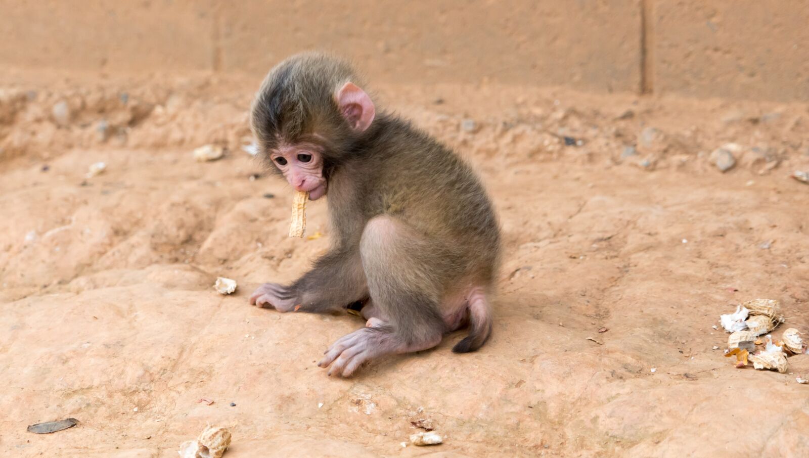 Sony a7R II + Sony FE 24-240mm F3.5-6.3 OSS sample photo. Monkey, baby, eating peanut photography