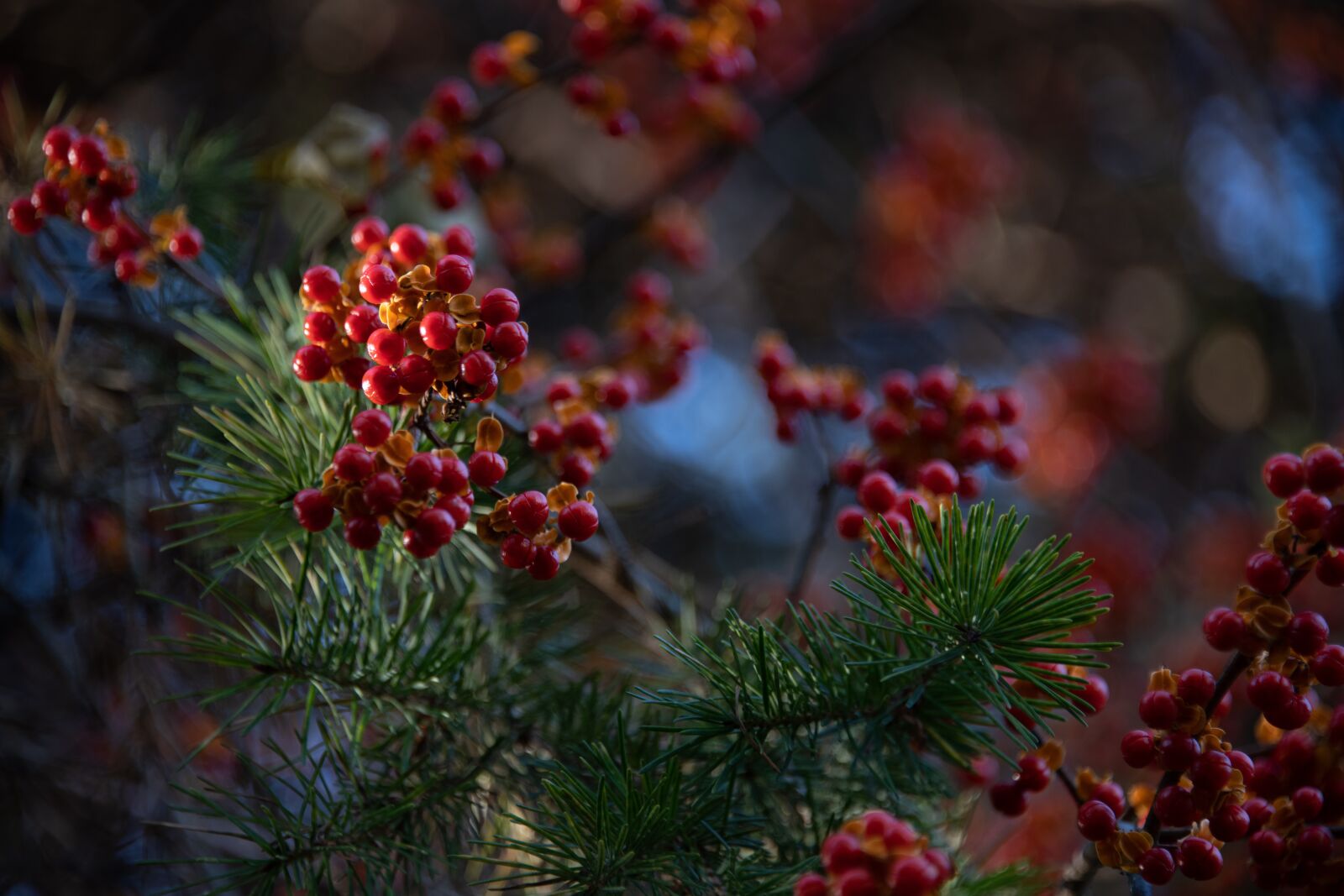 Nikon D850 sample photo. Bittersweet, plant, vine photography
