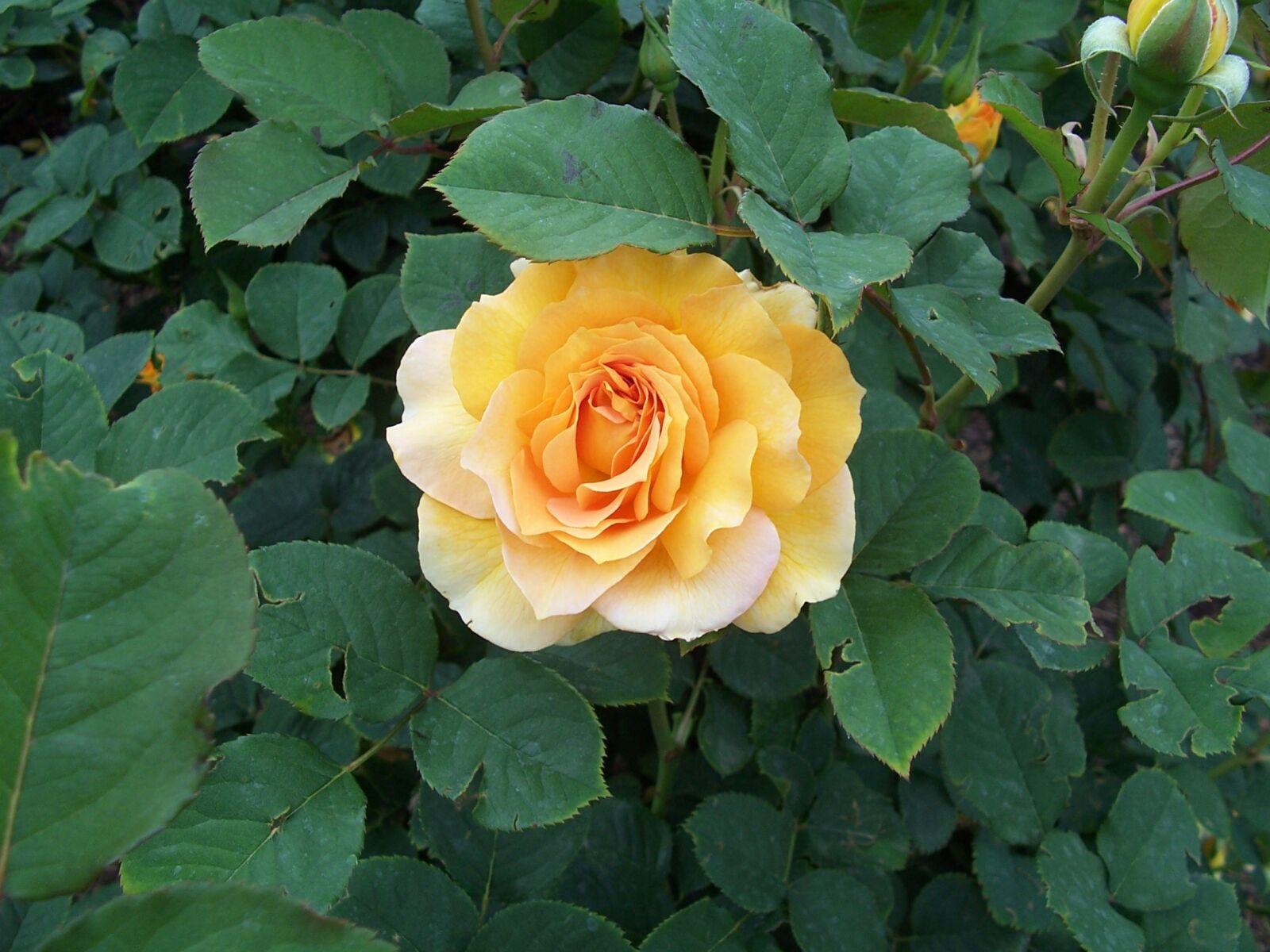 Kodak Z700 ZOOM DIGITAL CAMERA sample photo. Yellow, rose, garden photography