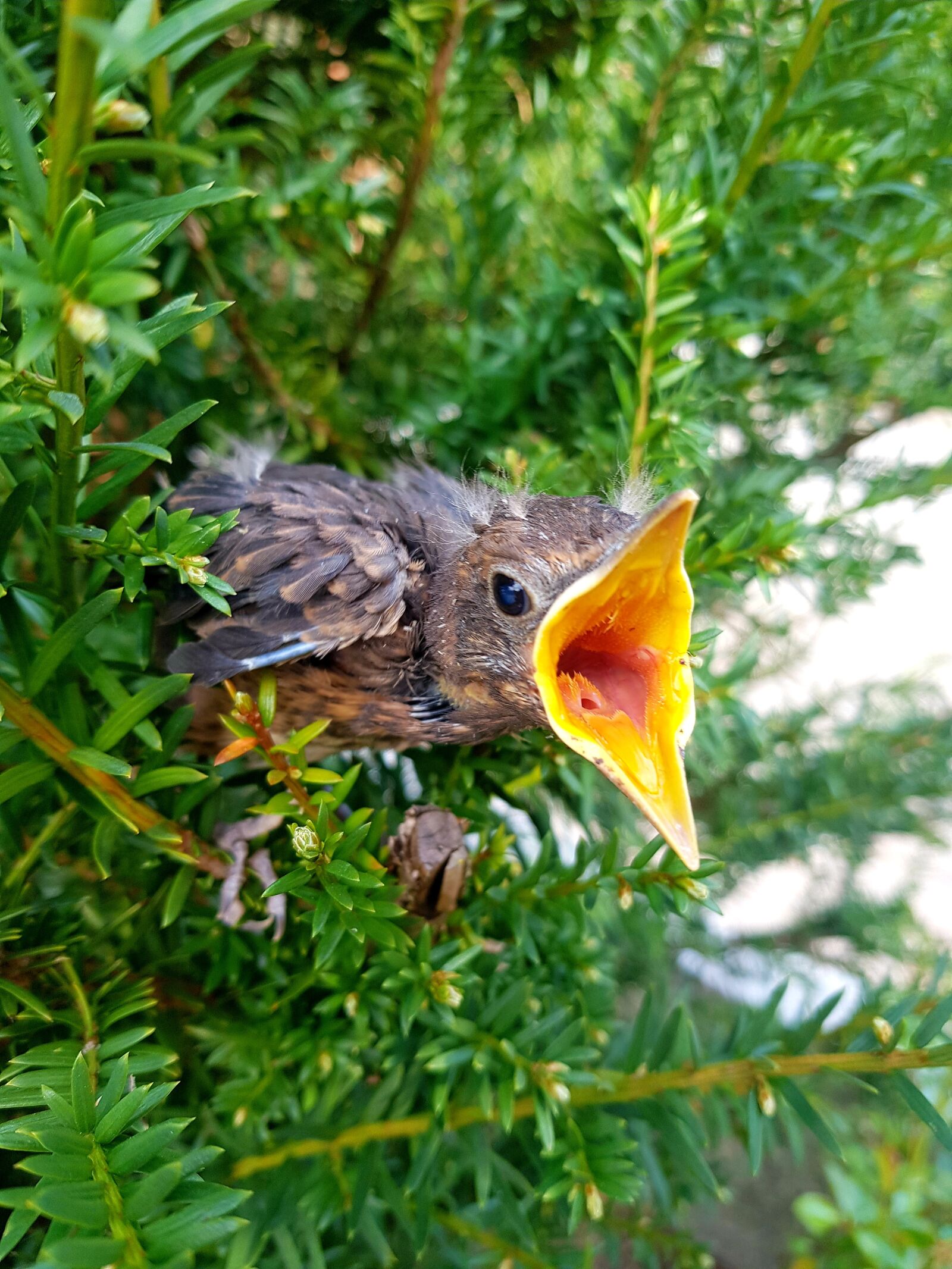 Samsung SM-N950F sample photo. Bird, small bird, angry photography