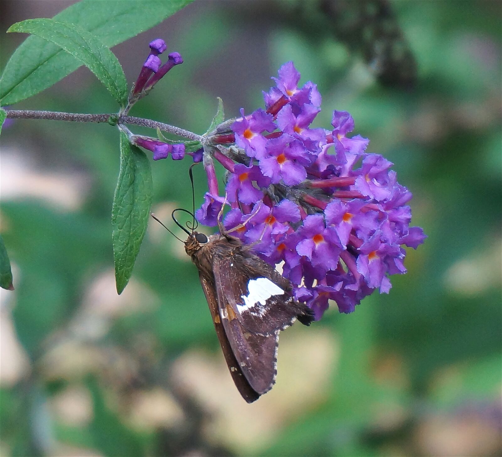 Sony Alpha NEX-5T sample photo. Silver-spotted skipper, butterfly, butterfly photography
