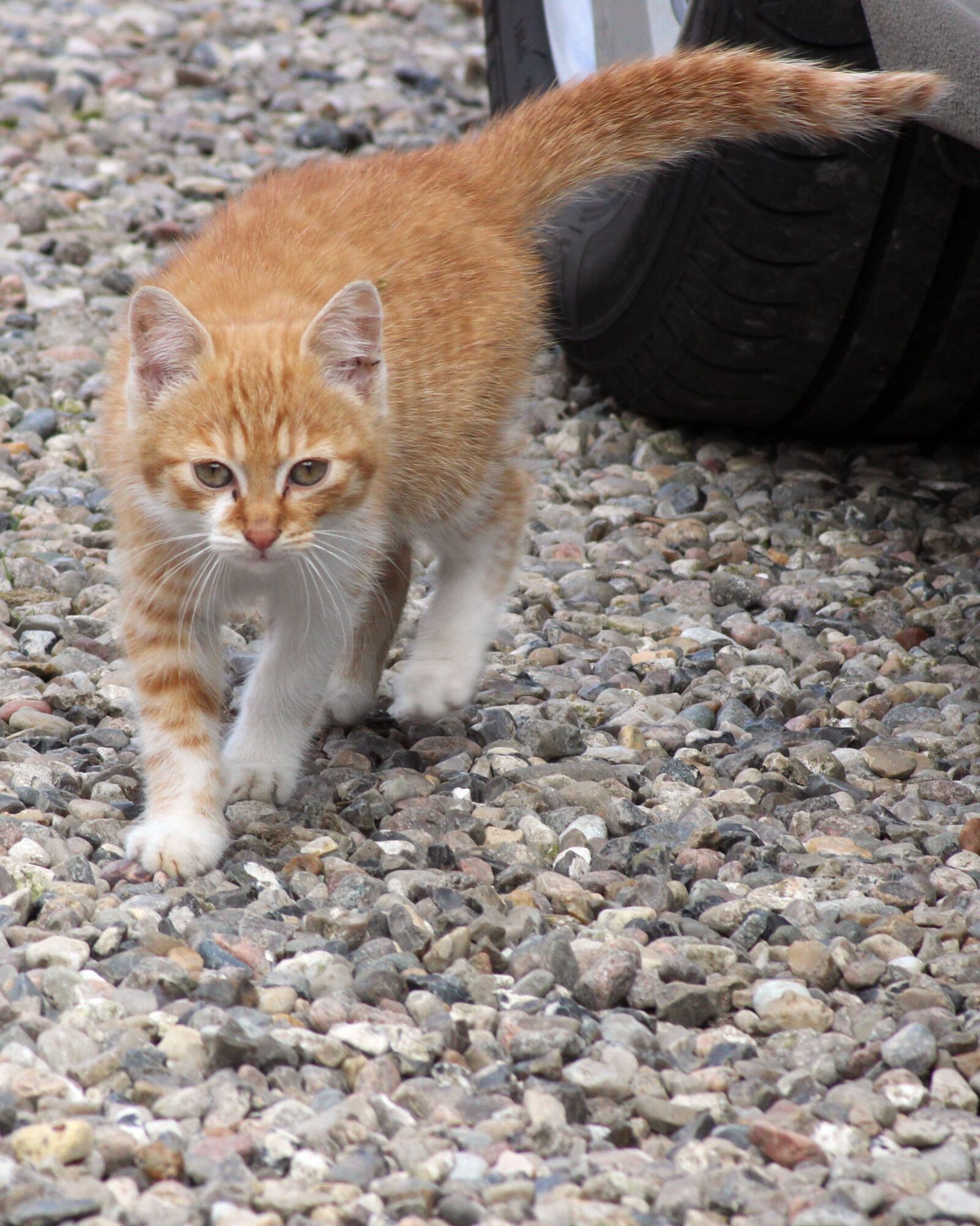 Canon EOS 600D (Rebel EOS T3i / EOS Kiss X5) sample photo. Cat, farm, expensive photography