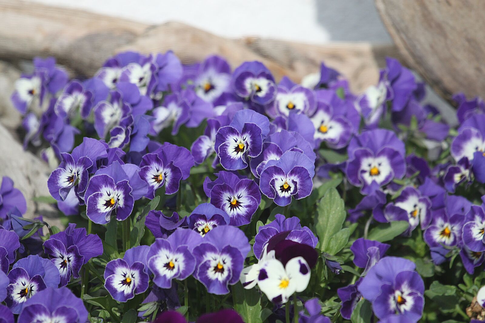 Canon EOS 500D (EOS Rebel T1i / EOS Kiss X3) sample photo. Flowers, summer, spring photography