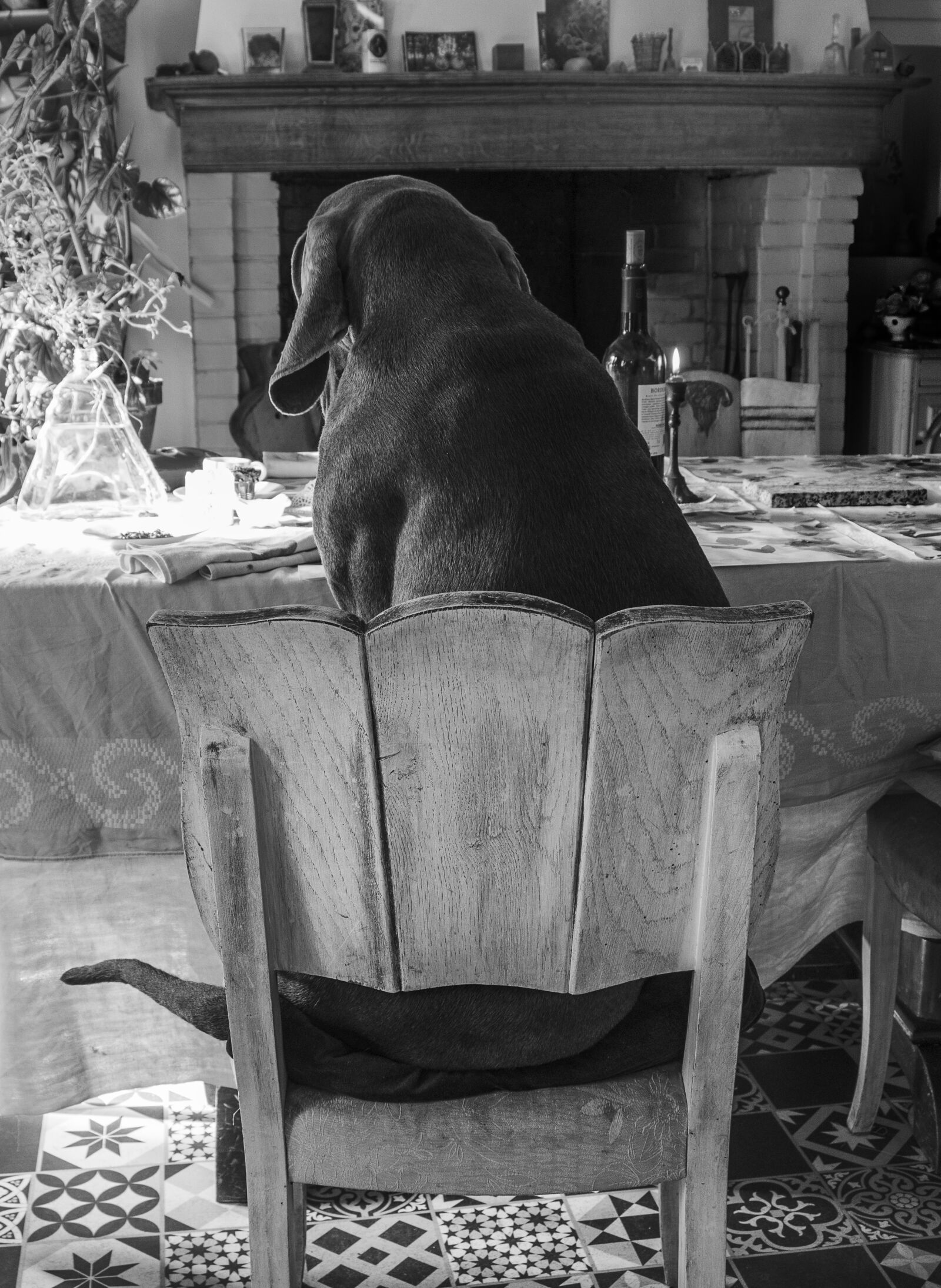 Nikon D5600 sample photo. Dog, weimaraner, depressed photography