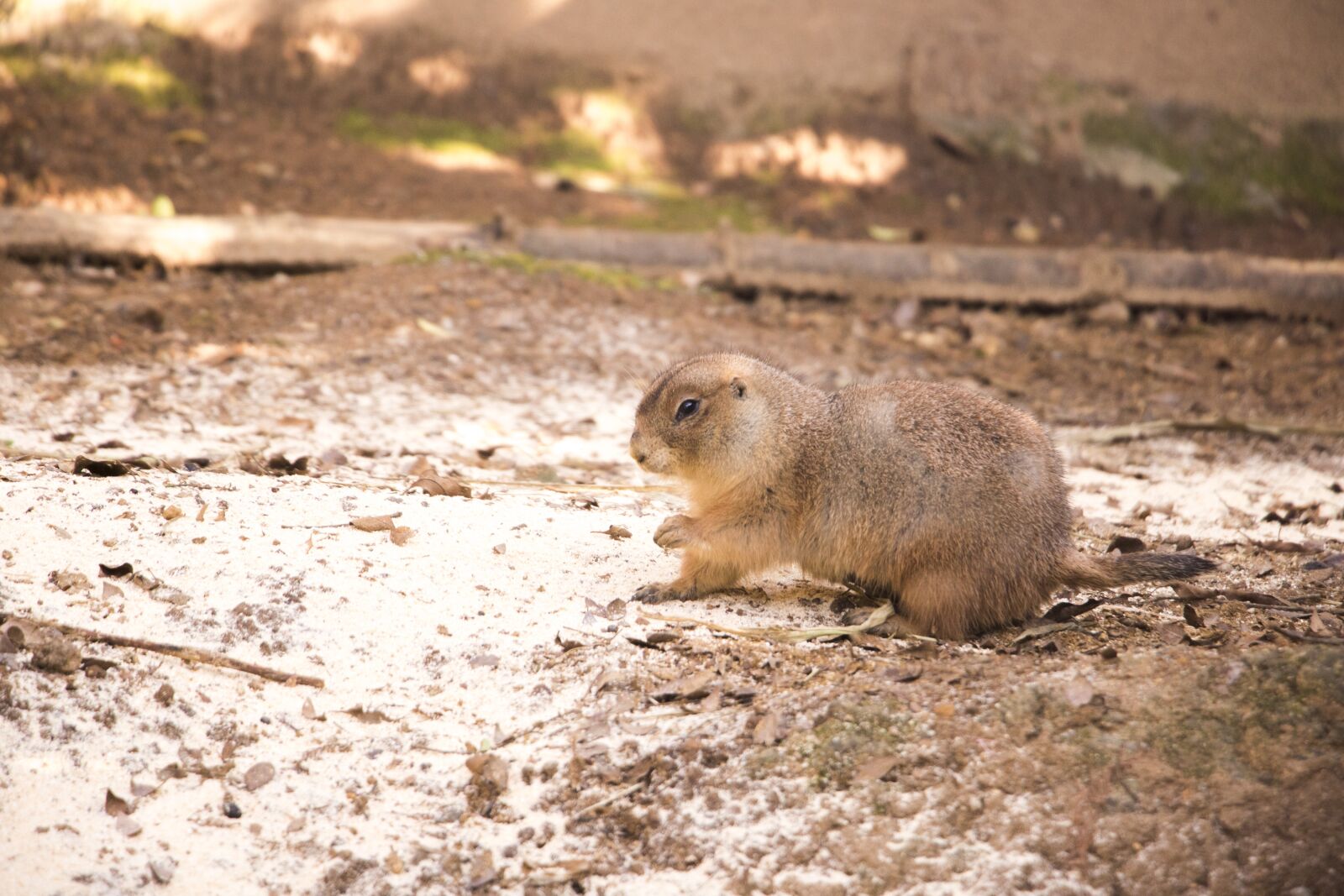 Canon EOS 760D (EOS Rebel T6s / EOS 8000D) sample photo. Nature, wildlife, animal photography