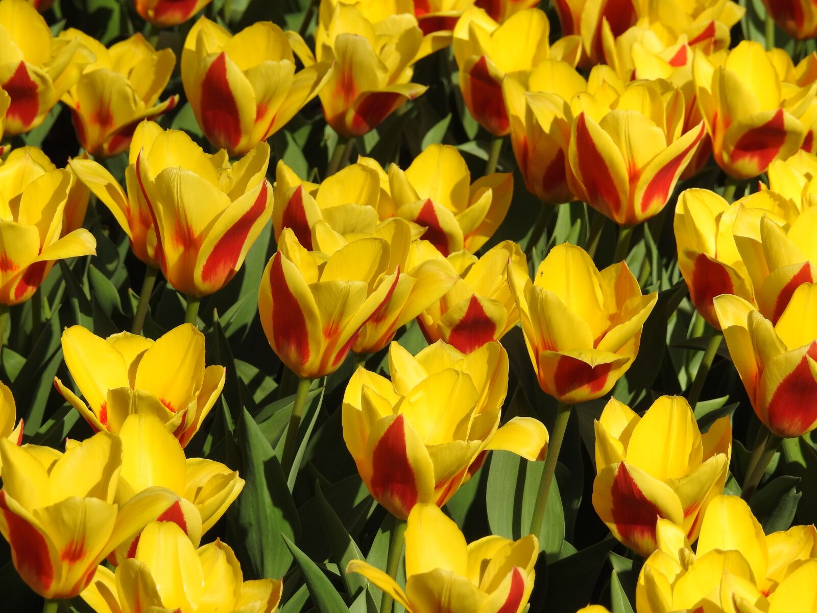 Nikon Coolpix P900 sample photo. Tulips, tulip, flower photography