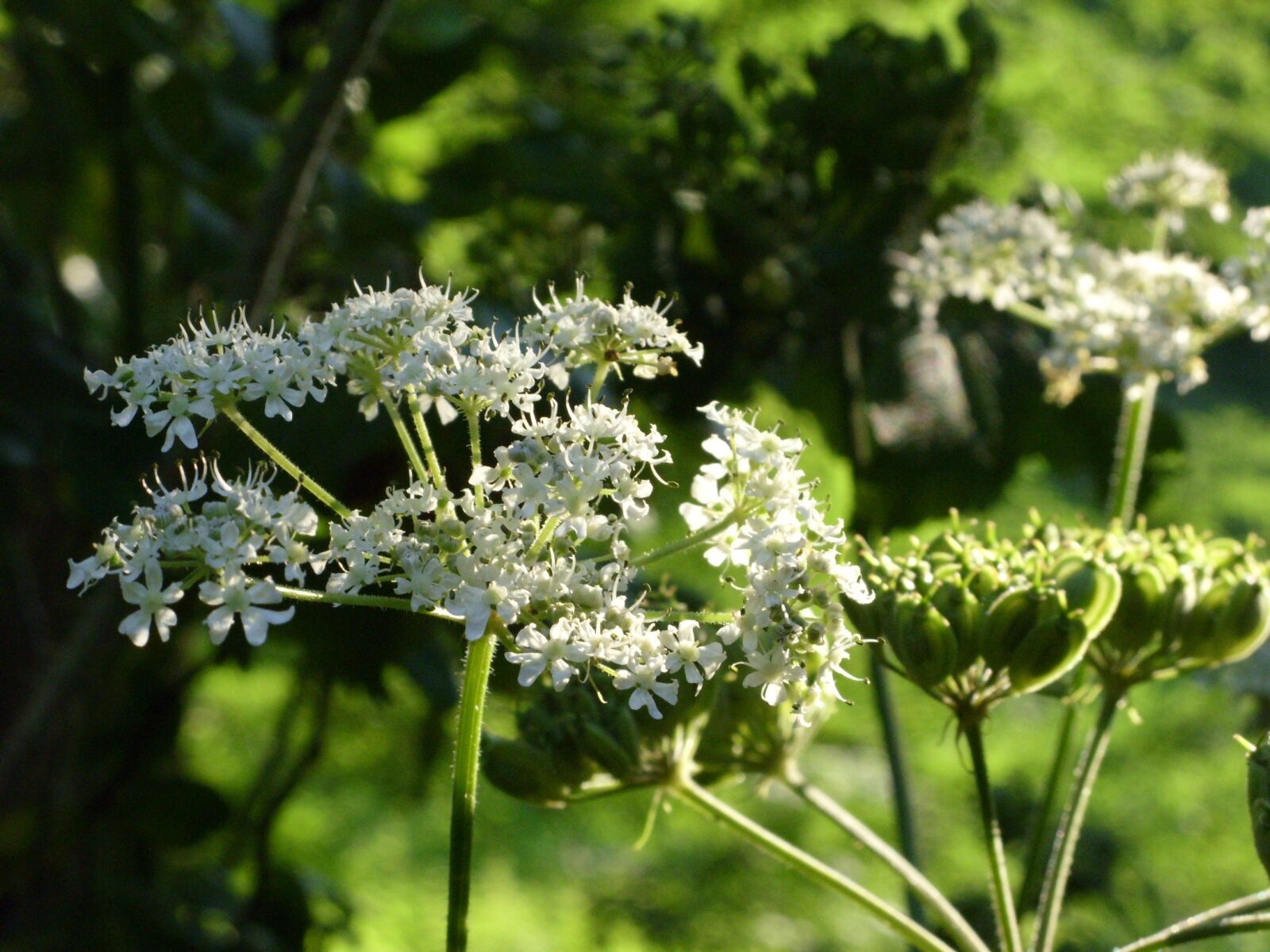 Samsung S1060 sample photo. Blossom, bloom, umbelliferae photography