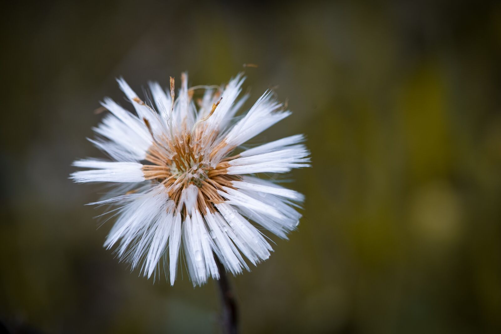 Nikon D750 sample photo. Seeds, flying seeds, nature photography