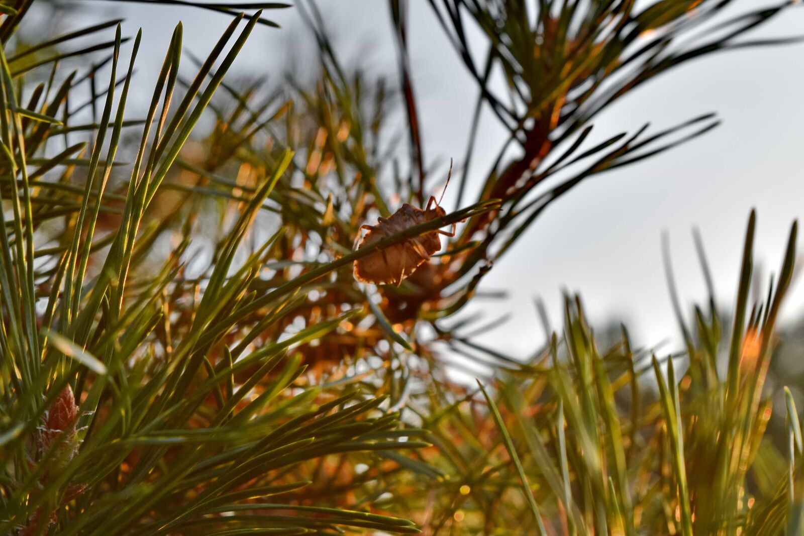 Nikon D5500 sample photo. Beetle, branches, conifer, insect photography