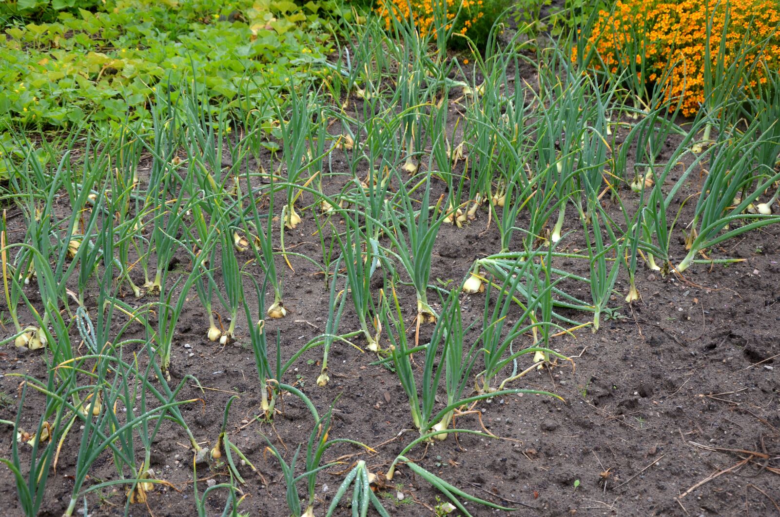 Nikon D5100 sample photo. Onion, arable, field photography