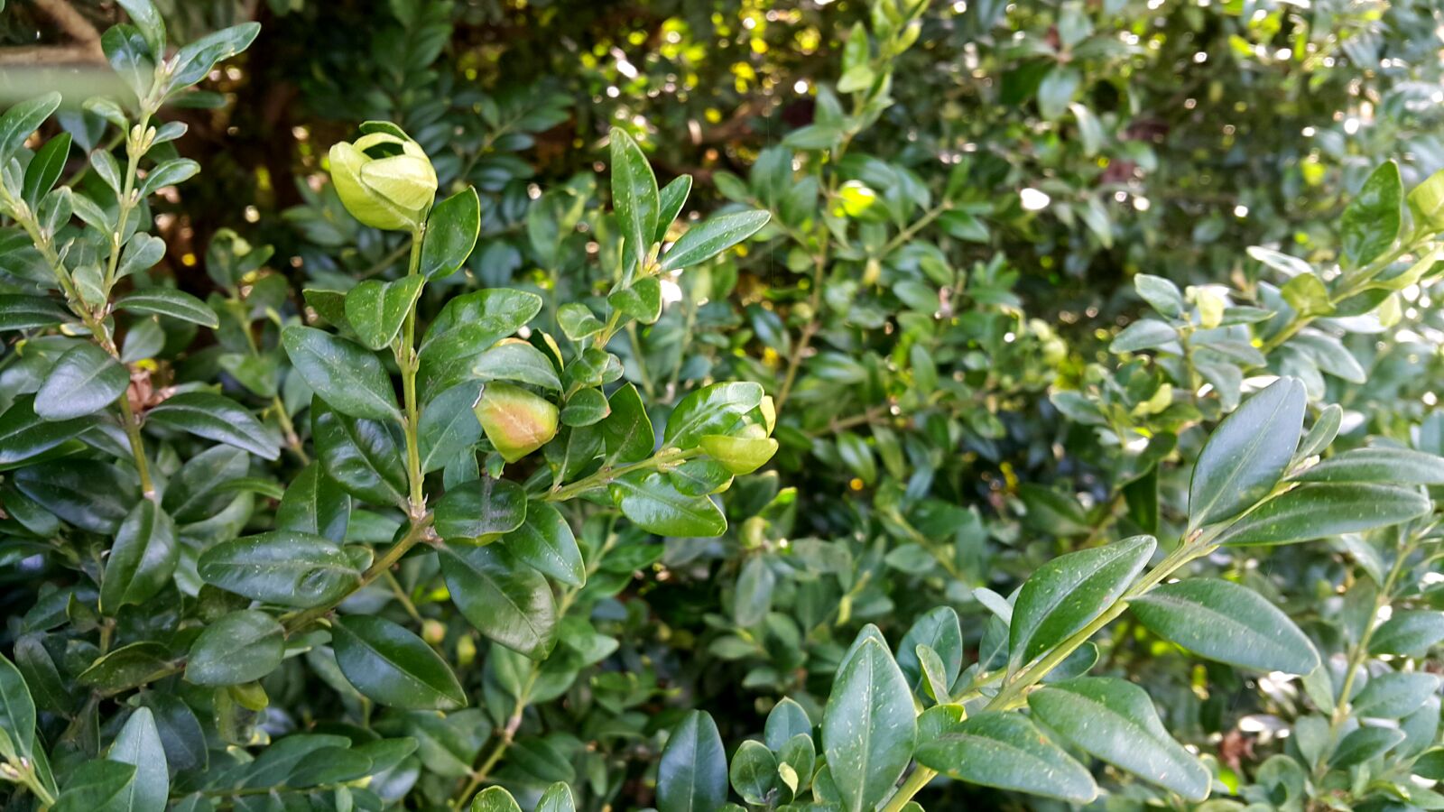 Samsung Galaxy Note4 sample photo. Garden, green, plants, spring photography