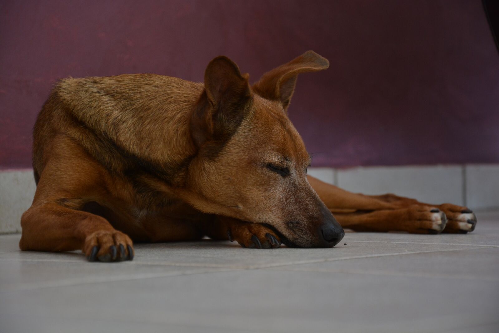 Nikon D5200 sample photo. Dog, pet, cute photography