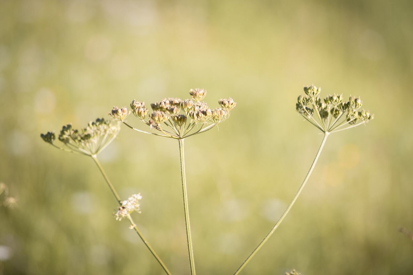 Nikon D750 sample photo. Hogweed, plant, meadow photography