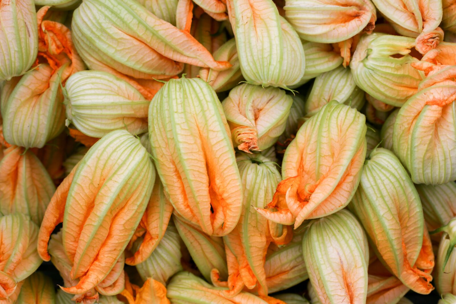 Canon EOS 6D + Canon EF 50mm F1.4 USM sample photo. Petals of zucchini, flower photography