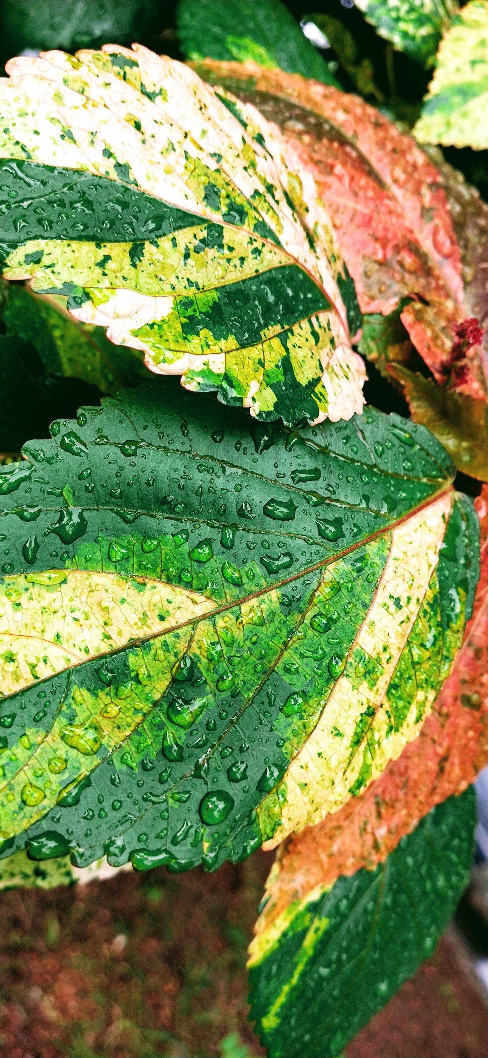 OPPO Realme 2 Pro sample photo. Green, nature, leafs photography