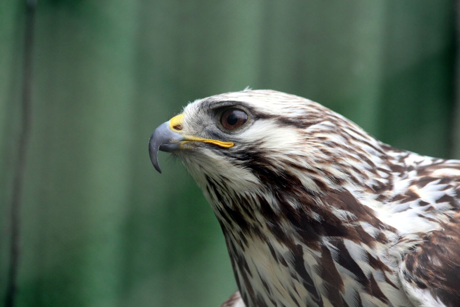 Canon EOS 650D (EOS Rebel T4i / EOS Kiss X6i) sample photo. The rough-legged buzzard, rough-legged photography