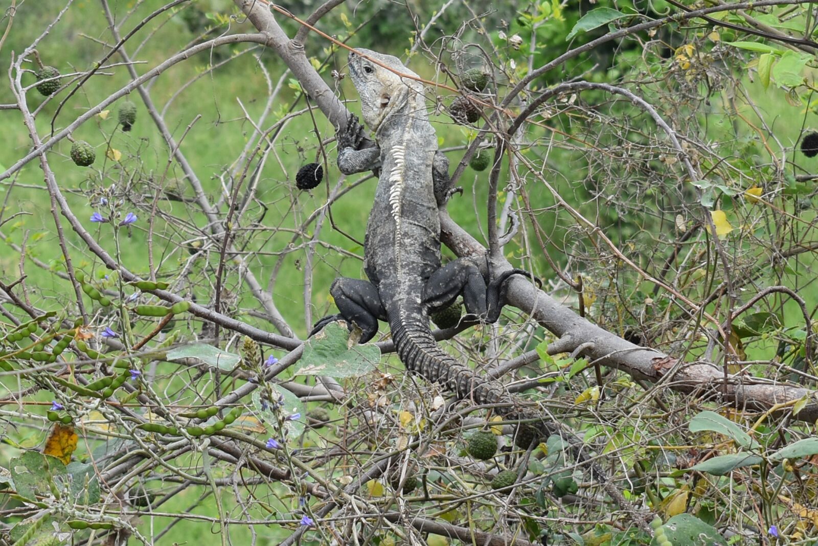 Nikon D5600 sample photo. Nature, tree, wild life photography