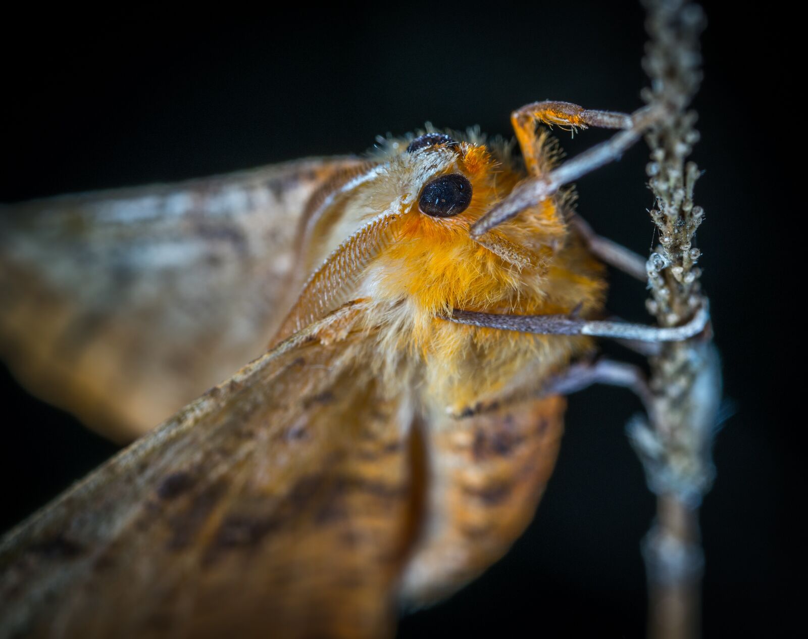 #124 65/2.8 sample photo. Insect, moth, lepidoptera photography