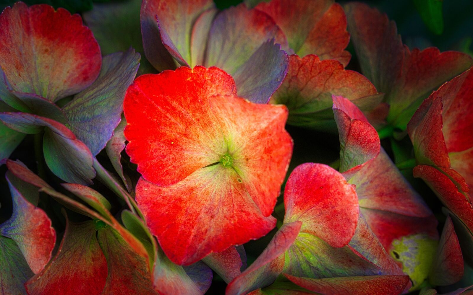 Canon EOS 200D (EOS Rebel SL2 / EOS Kiss X9) sample photo. Hydrangea, flowers, colorful photography