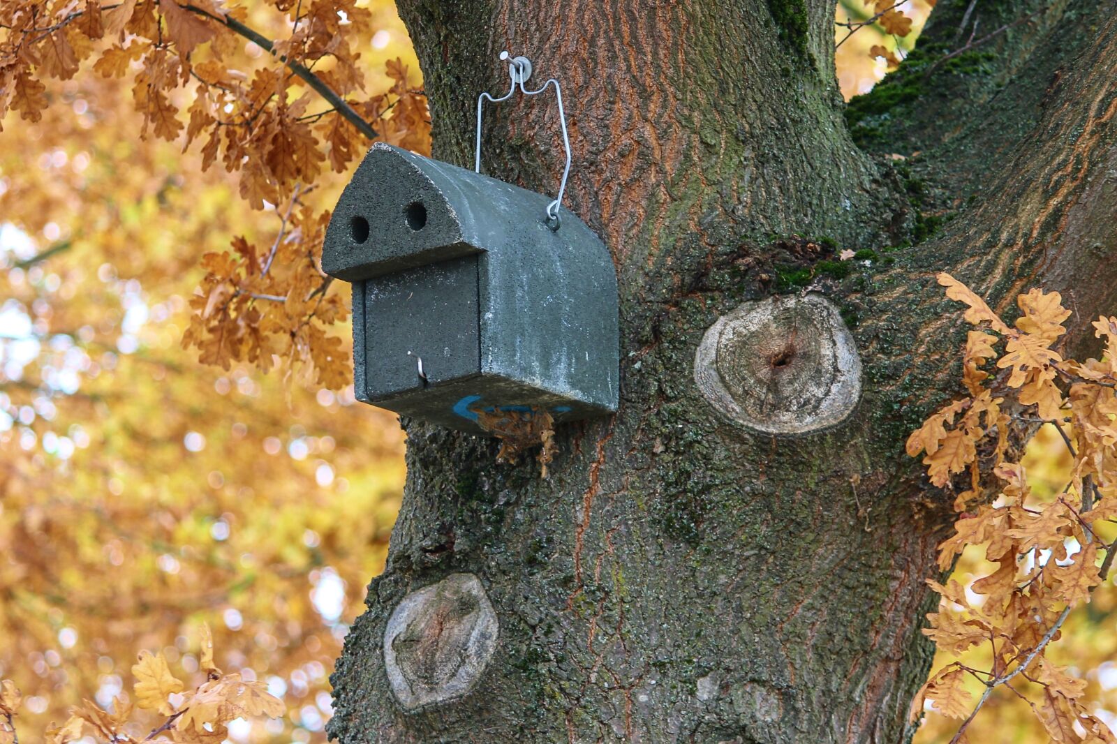 Canon EOS 1100D (EOS Rebel T3 / EOS Kiss X50) sample photo. Aviary, nesting box, nature photography