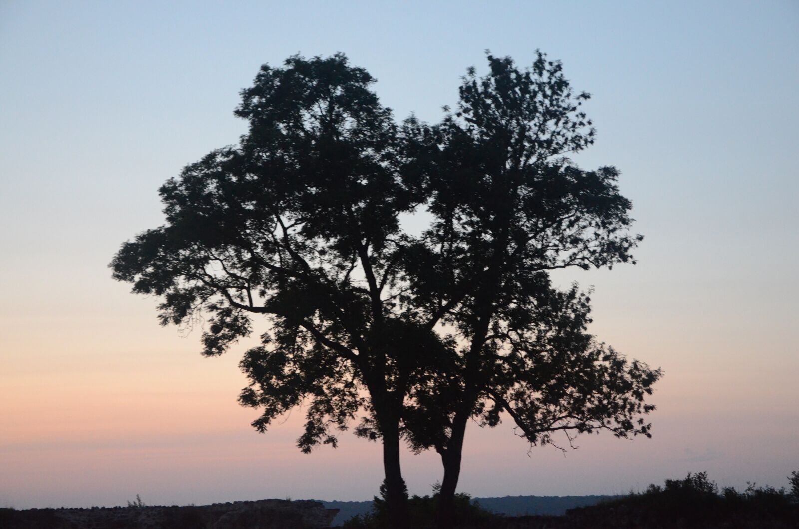 Nikon D5100 sample photo. Tree, against day, forest photography