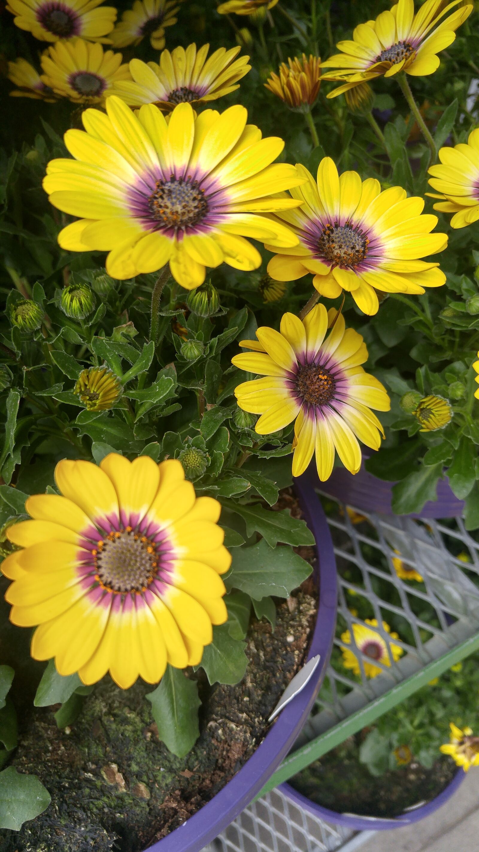 LG G4 sample photo. Flowers, spring, colorful photography