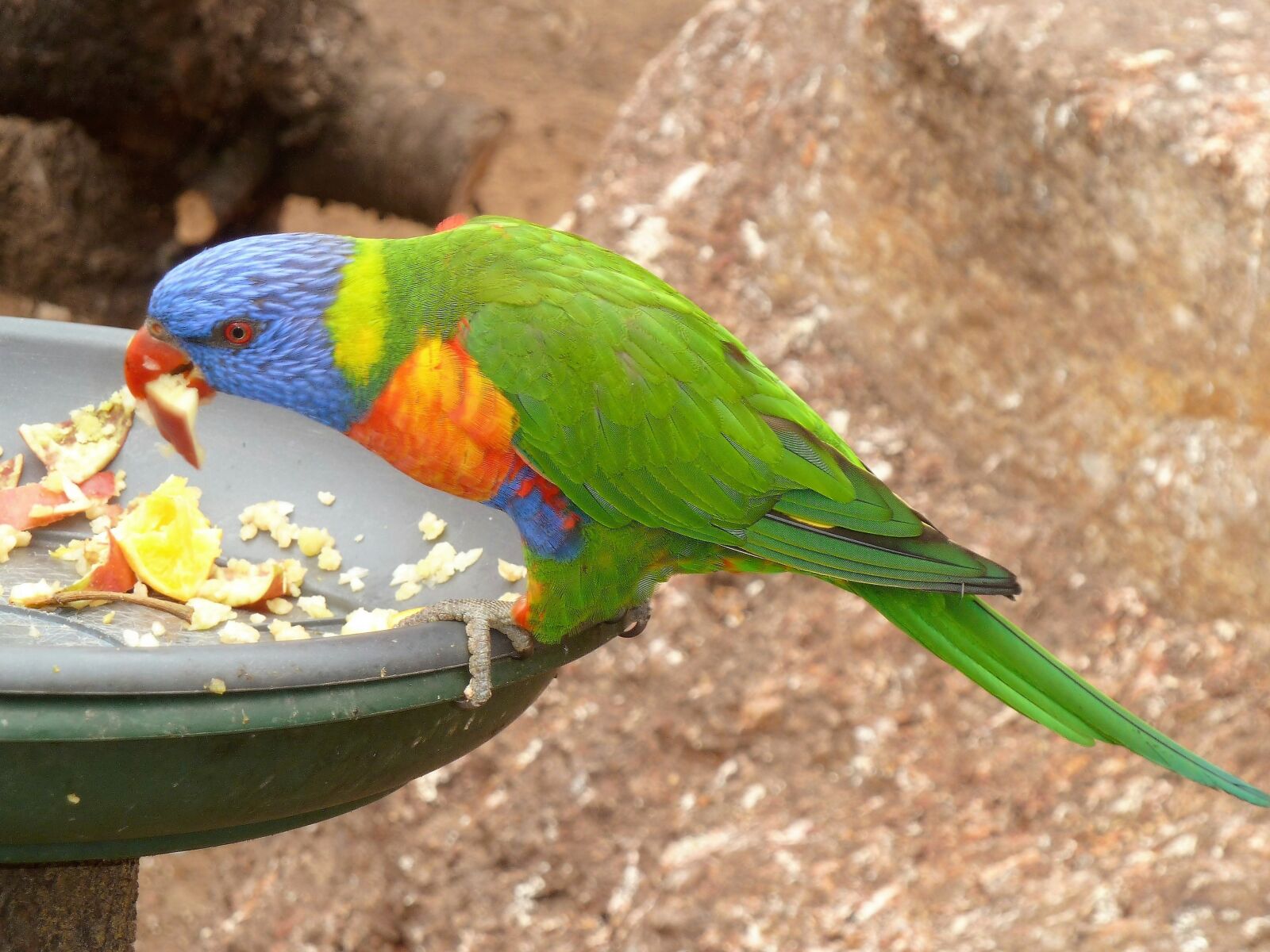 Panasonic Lumix DMC-ZS5 (Lumix DMC-TZ8) sample photo. Animals, lorikeet, bird photography