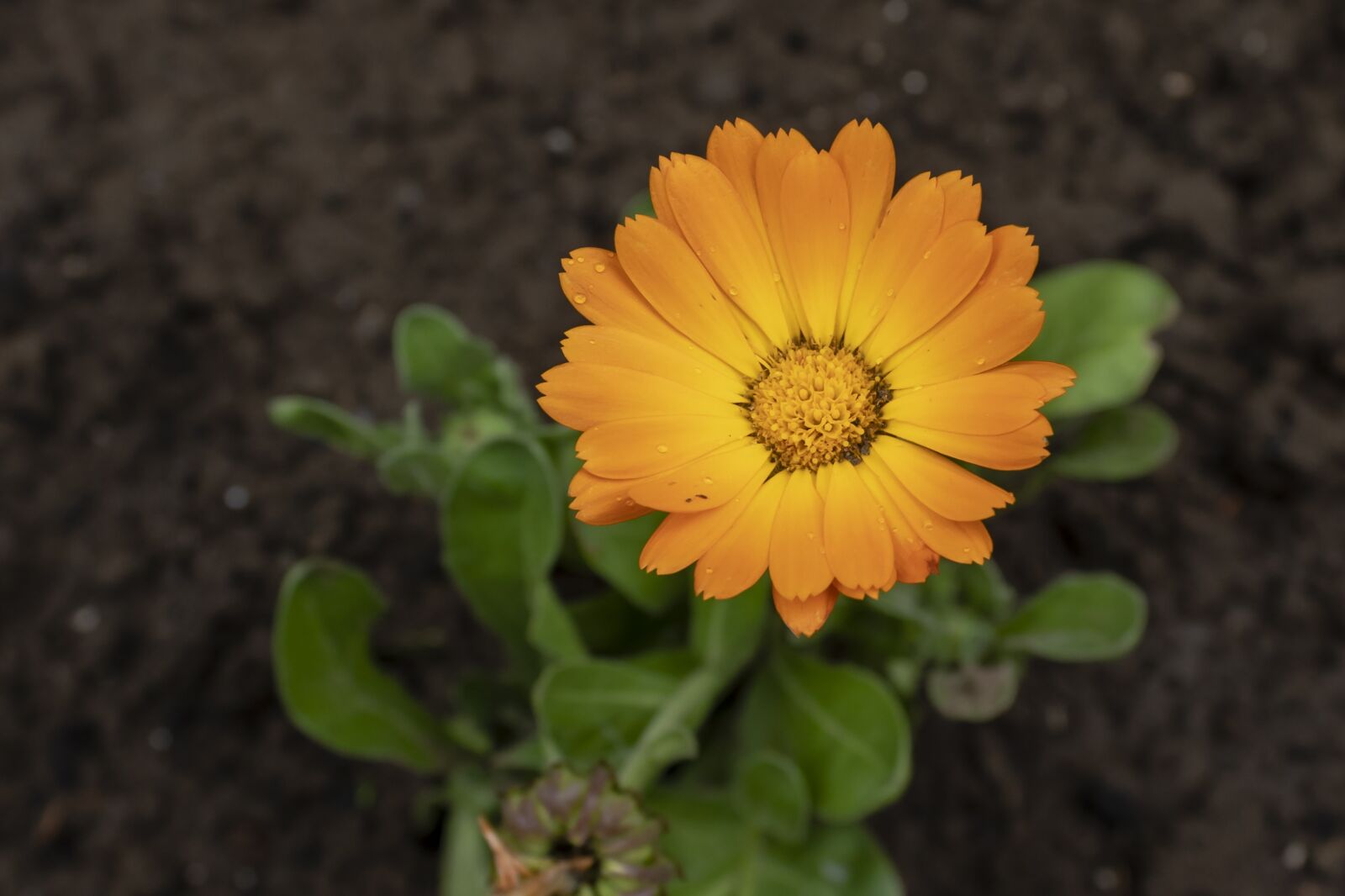 Canon EOS 1300D (EOS Rebel T6 / EOS Kiss X80) sample photo. Marigold, flower, flowers photography