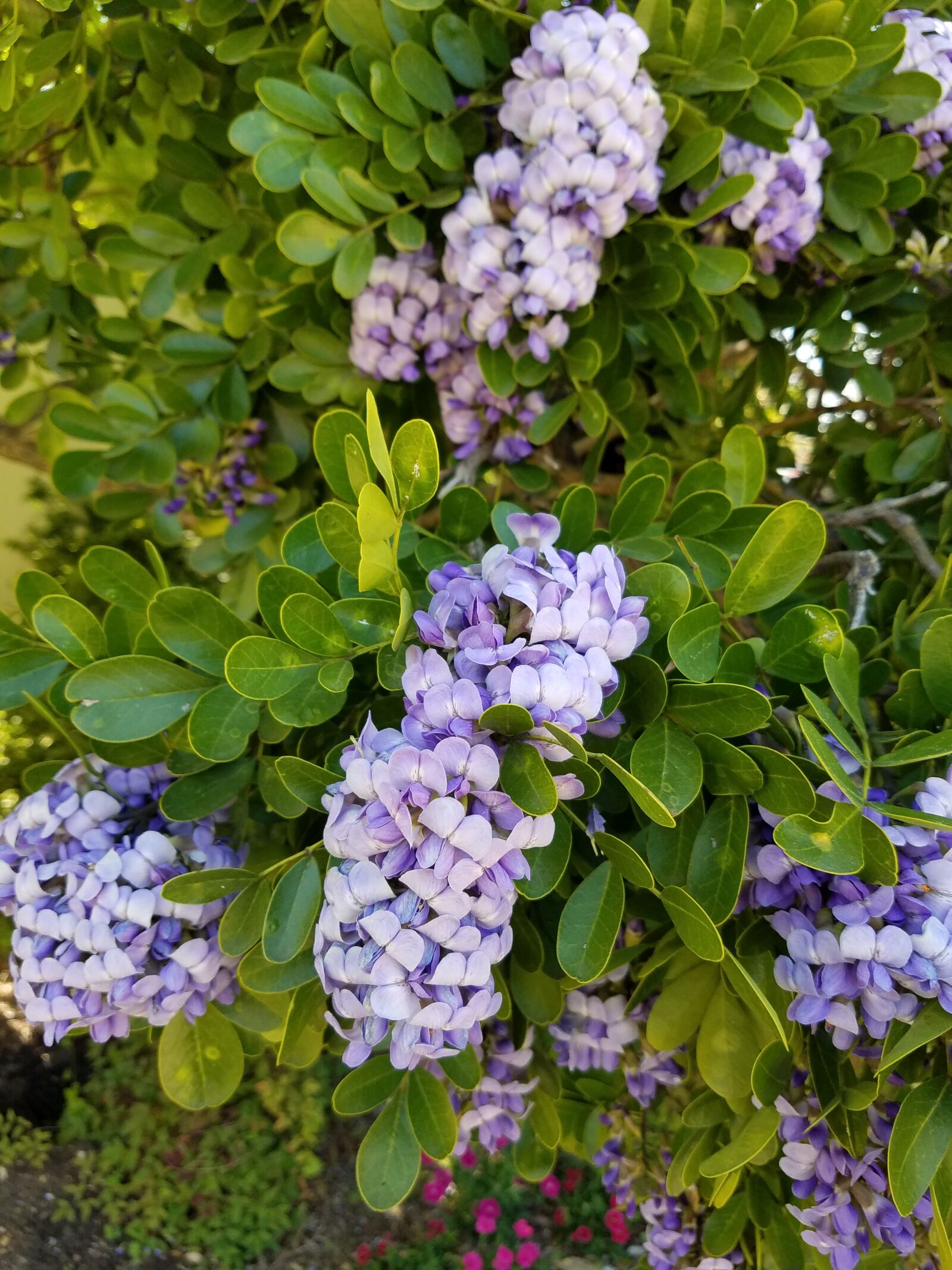 Samsung Galaxy S7 Edge sample photo. Lilac, shrub, bush photography