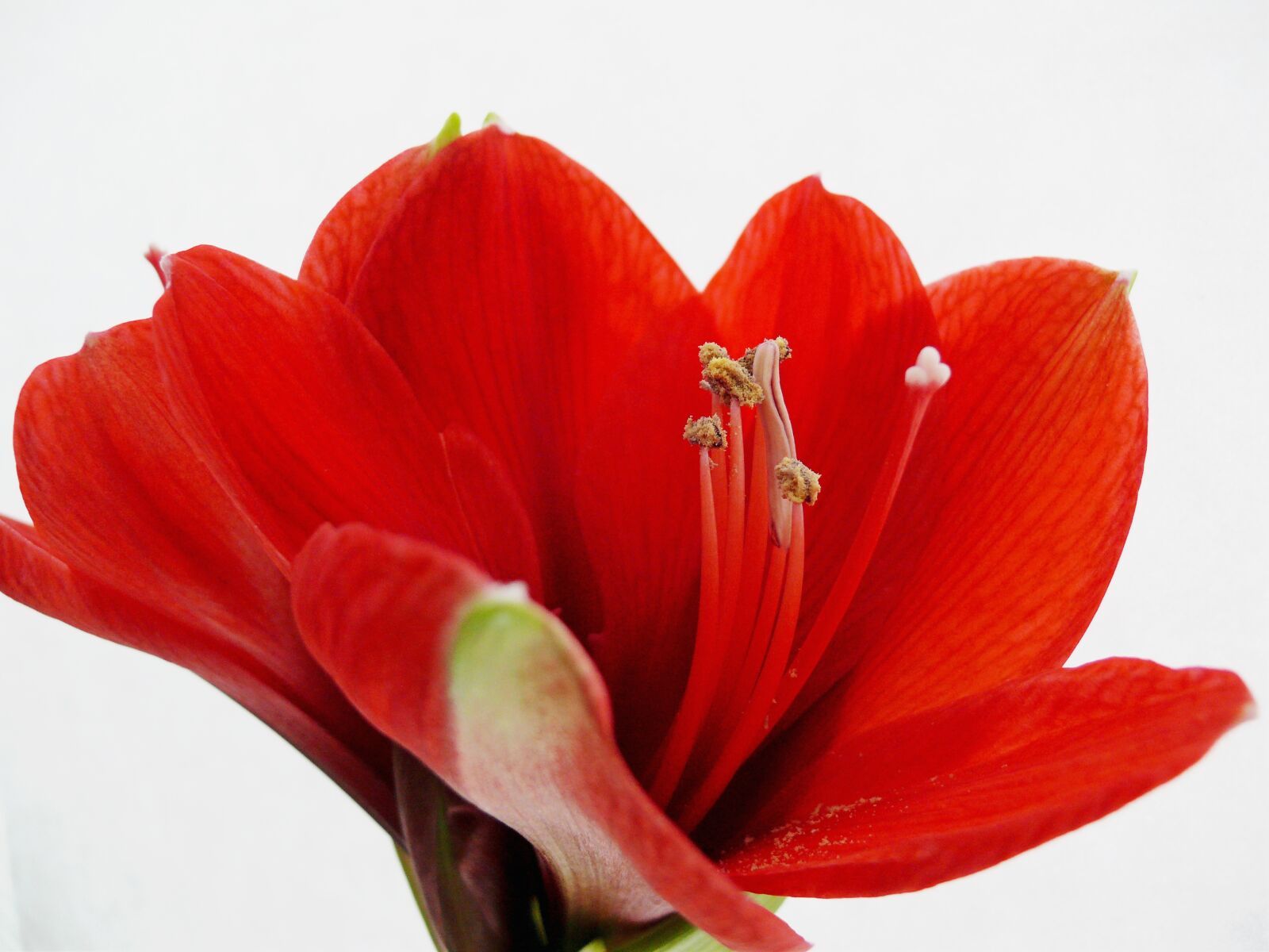 Leica V-LUX 1 sample photo. Amarillis, amarillisblüte, amaryllis photography