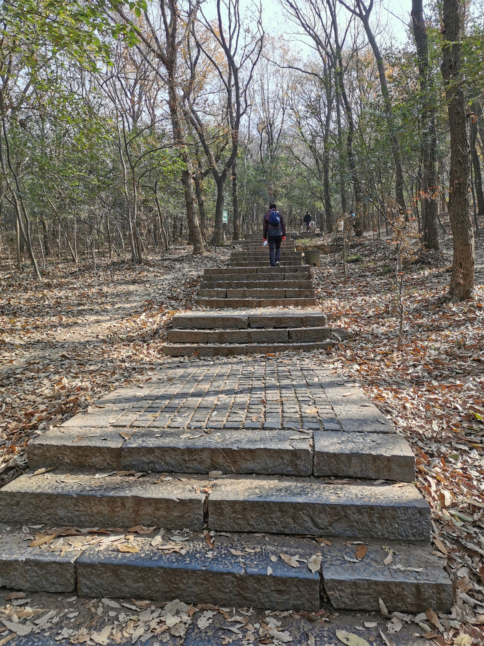 HUAWEI P30 sample photo. Plank, purple mountain, nanjing photography