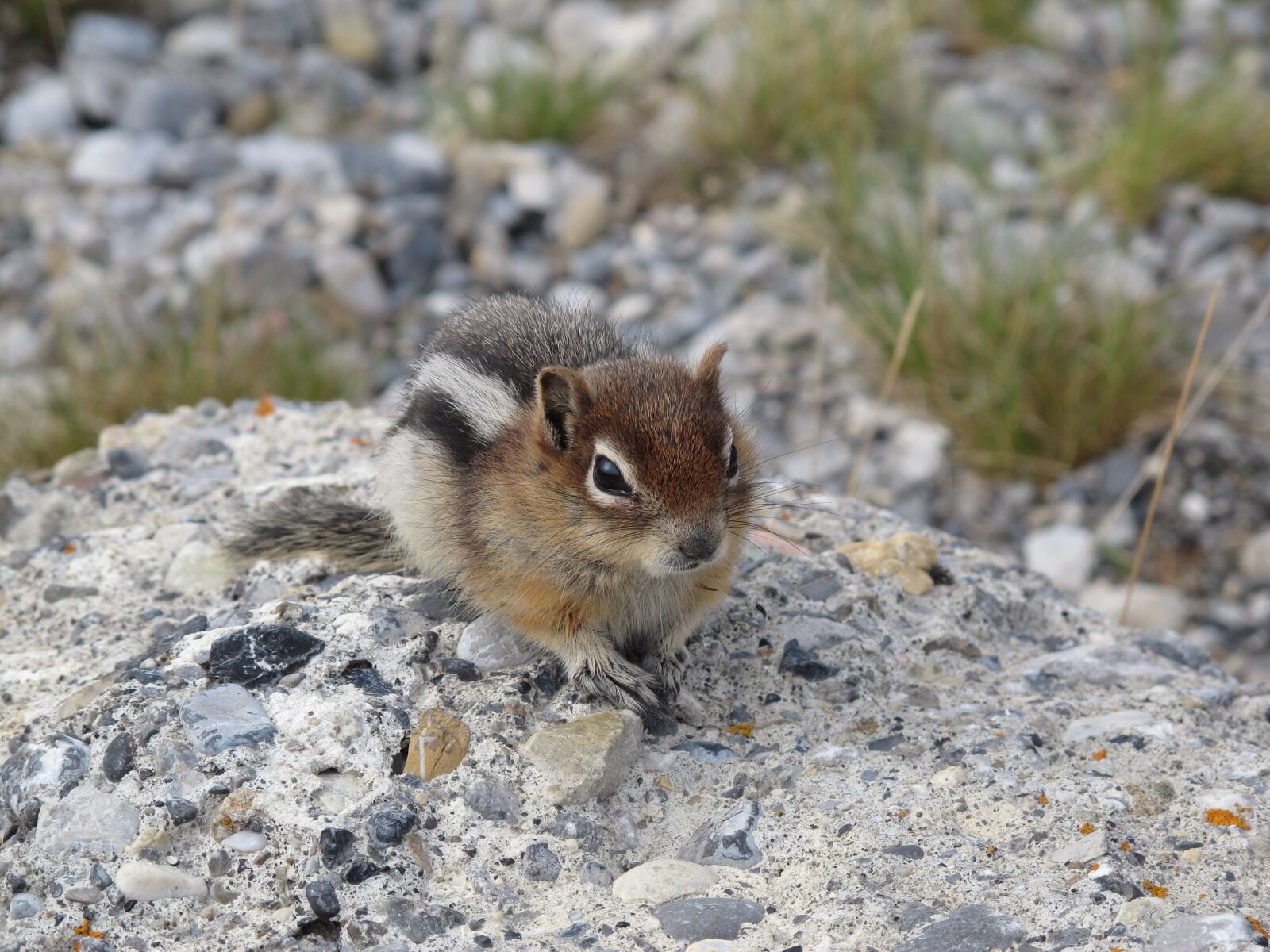 Canon PowerShot G12 sample photo. Chipmunk, animals, nature photography