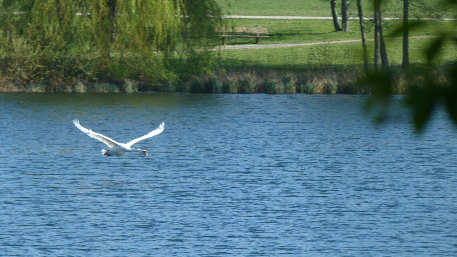 Panasonic Lumix DMC-FZ40 (Lumix DMC-FZ45) sample photo. Swan, nature, bird photography