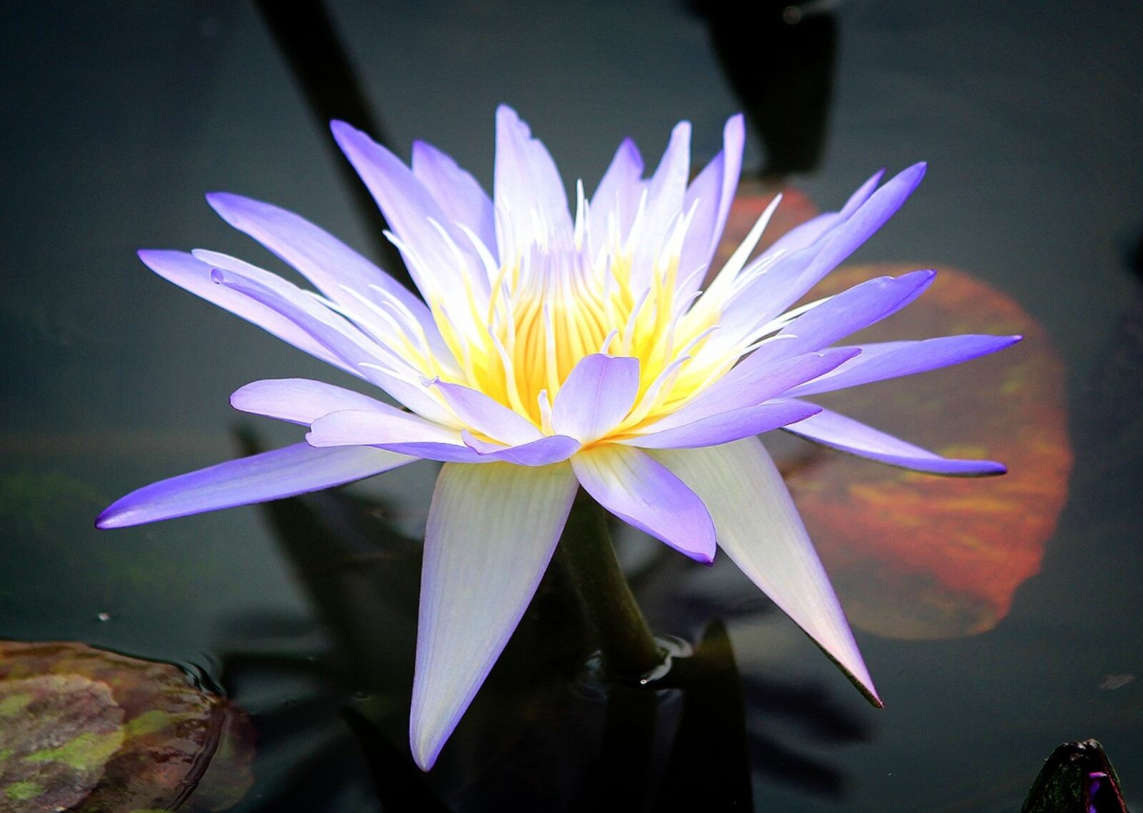 Canon EOS 60D sample photo. Water lilies, flowers, pond photography