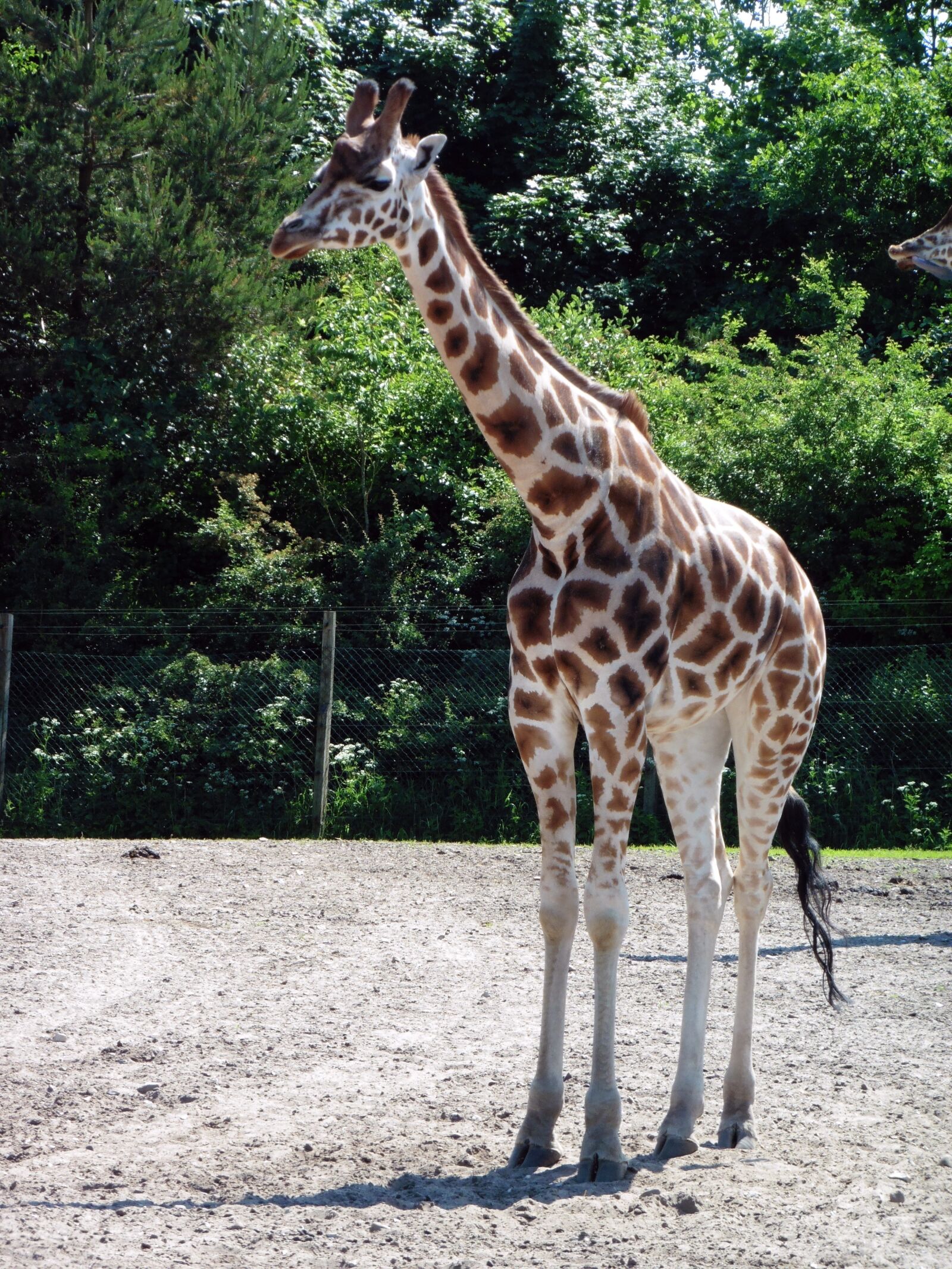 Panasonic DMC-TZ56 sample photo. Giraffe, animal, zoo photography