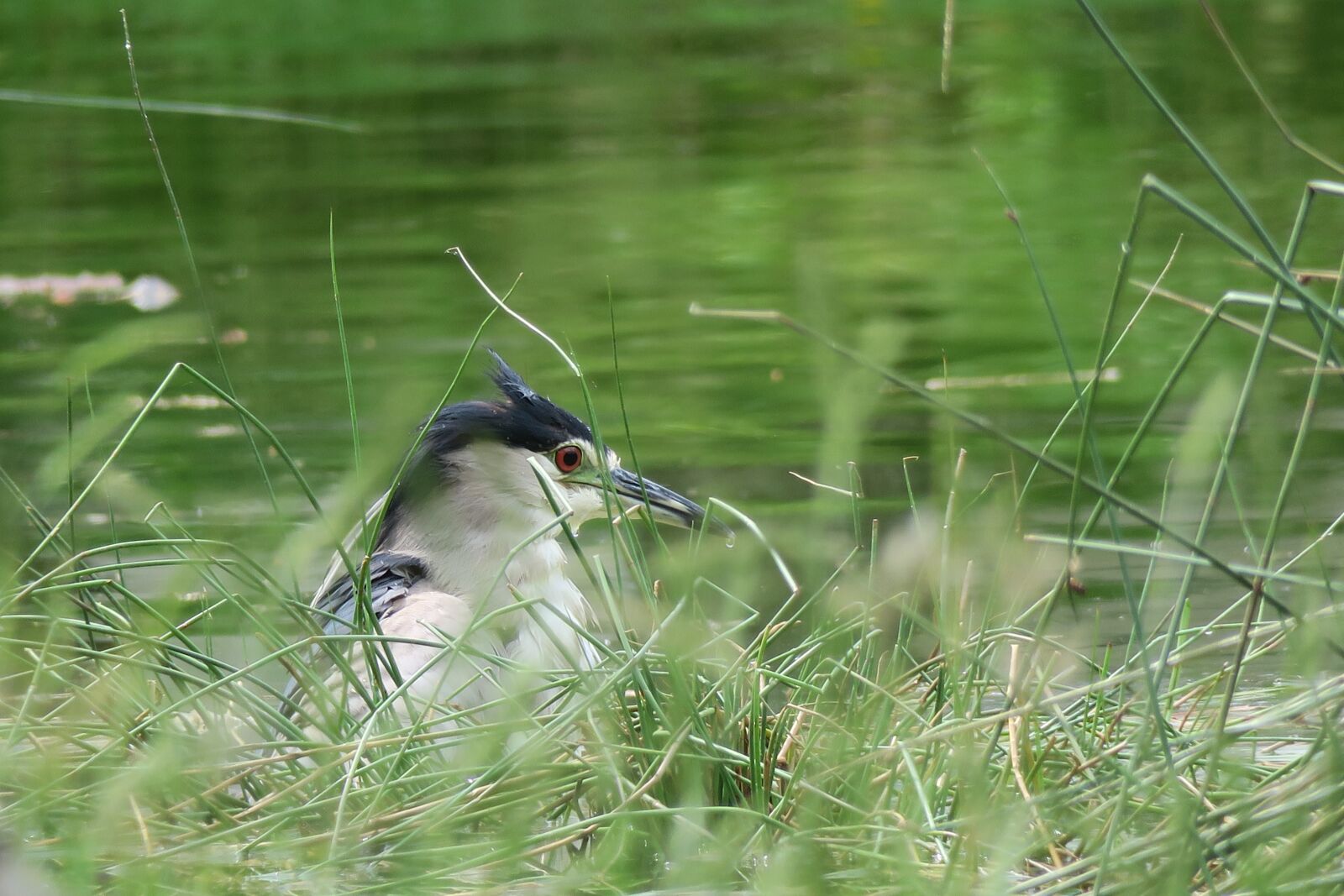 Canon PowerShot G3 X sample photo. Bird, wildlife, nature photography