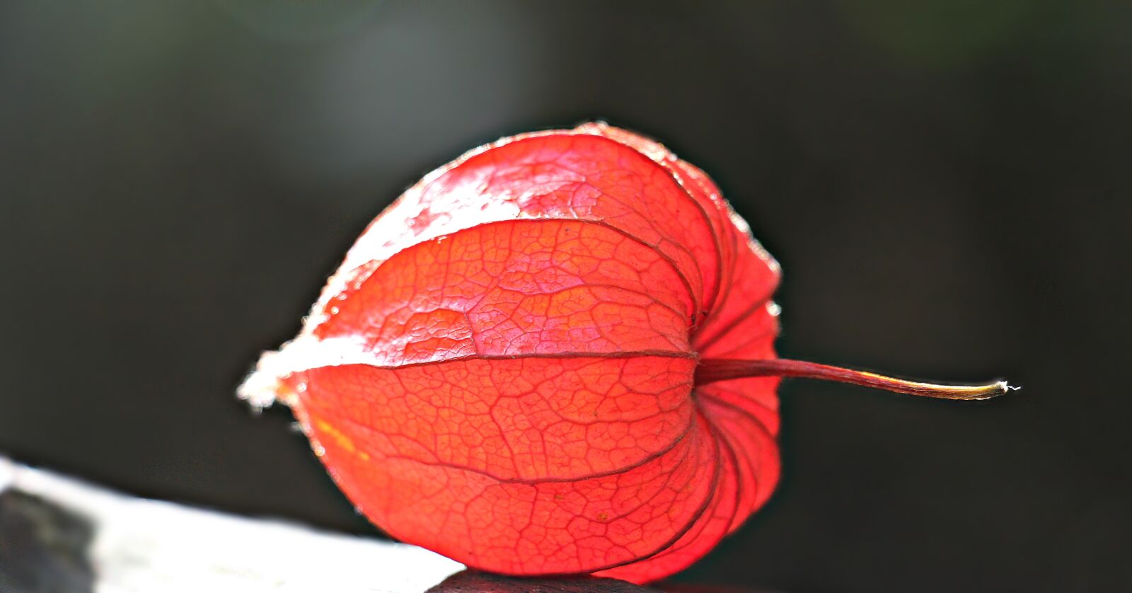 Canon EOS 550D (EOS Rebel T2i / EOS Kiss X4) sample photo. Lampionblume, physalis alkekengi, ornamental photography
