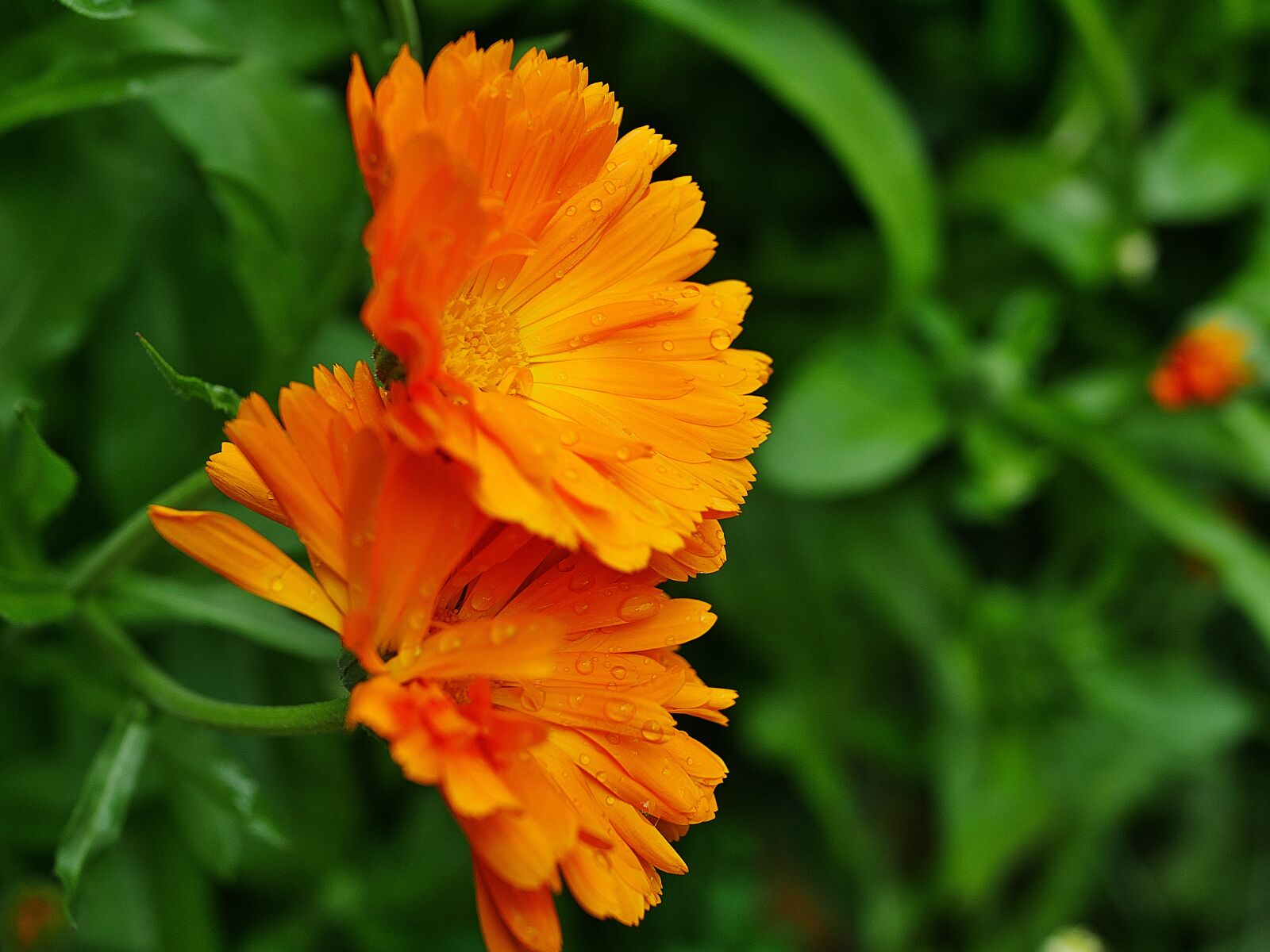 Panasonic DMC-G81 sample photo. Marigold, flower, blossom photography