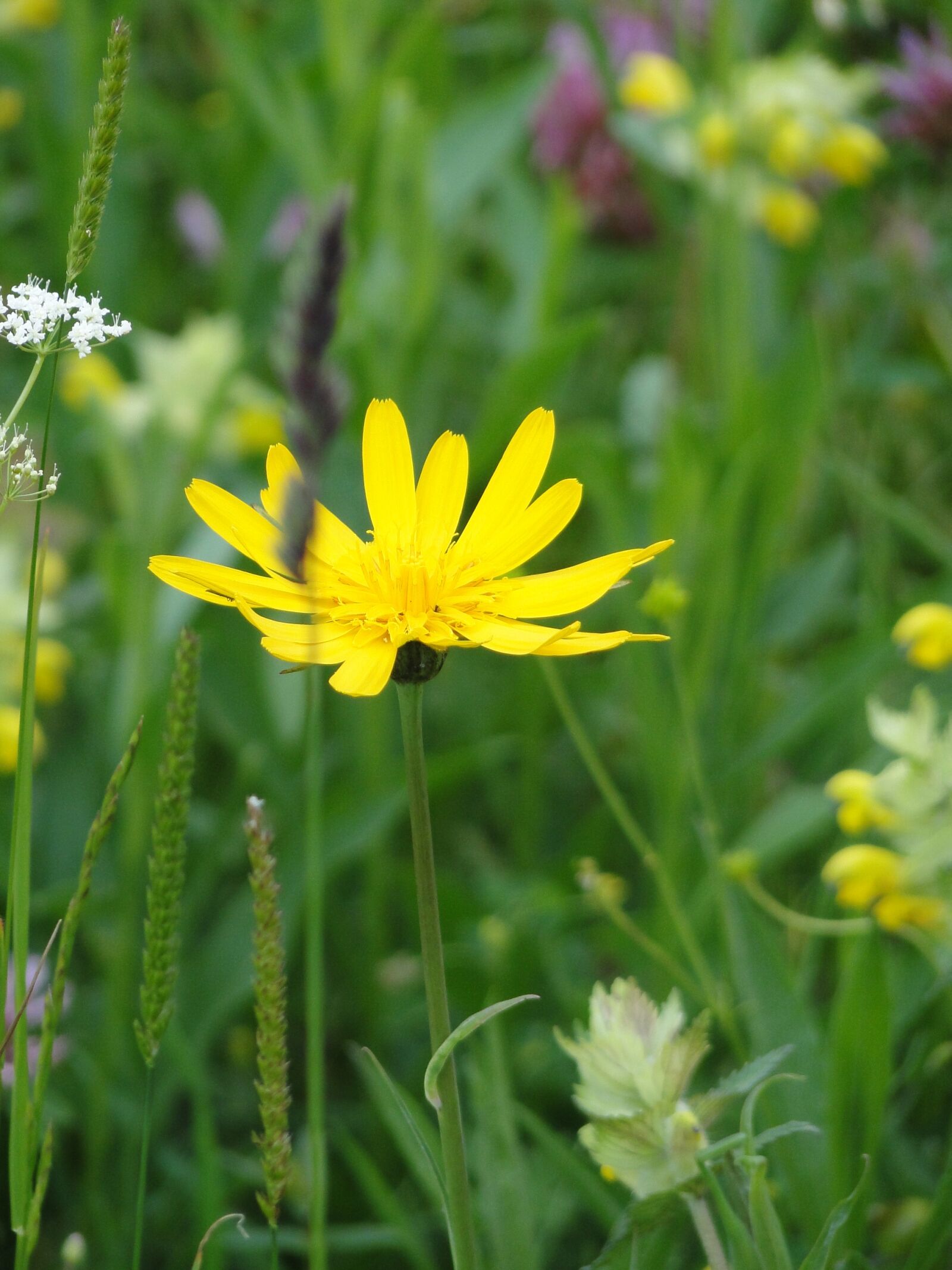 Sony Cyber-shot DSC-HX1 sample photo. Spring flower, pointed flower photography