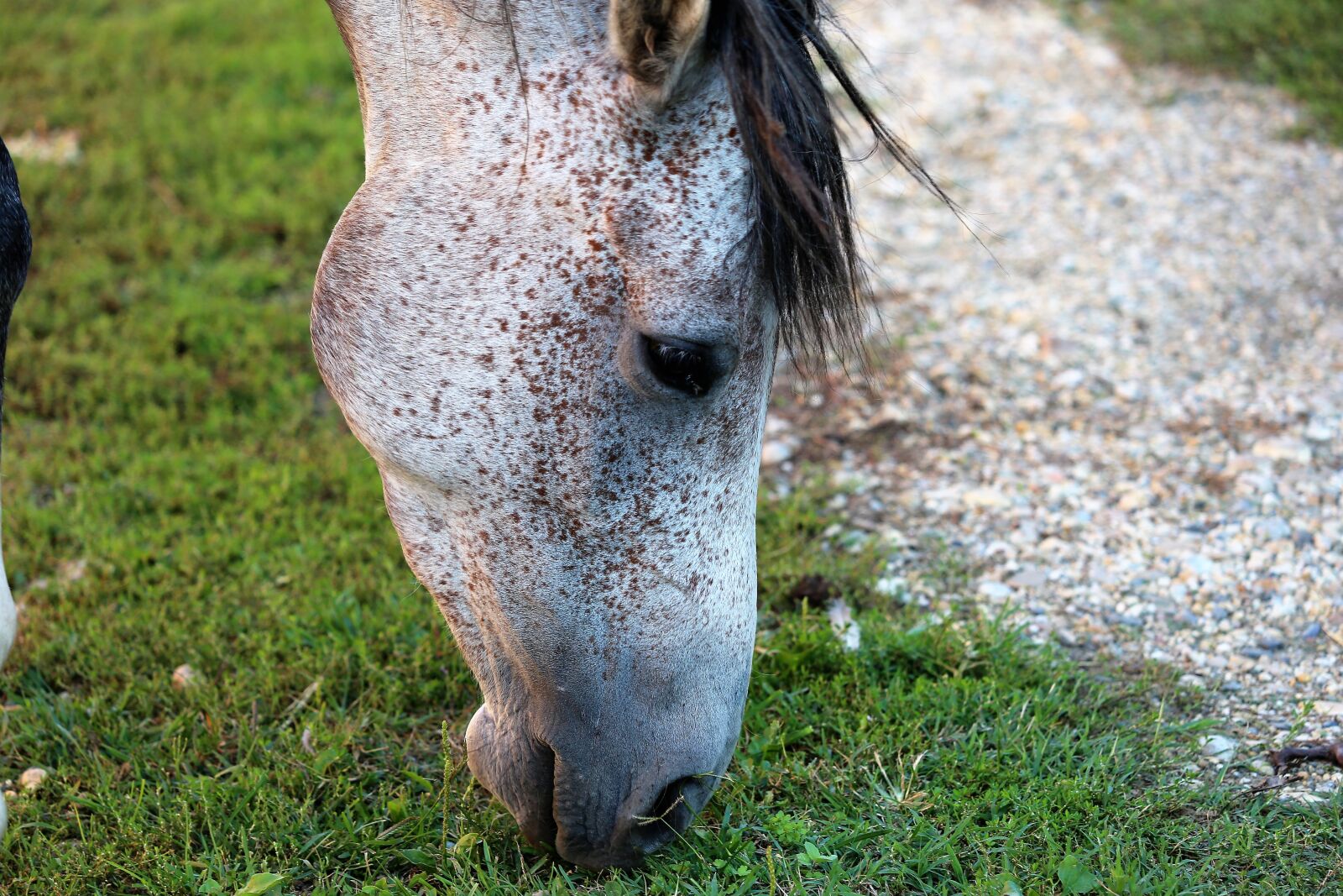 Canon EF 70-300 F4-5.6 IS II USM sample photo. Arabian horse, pasture, grass photography