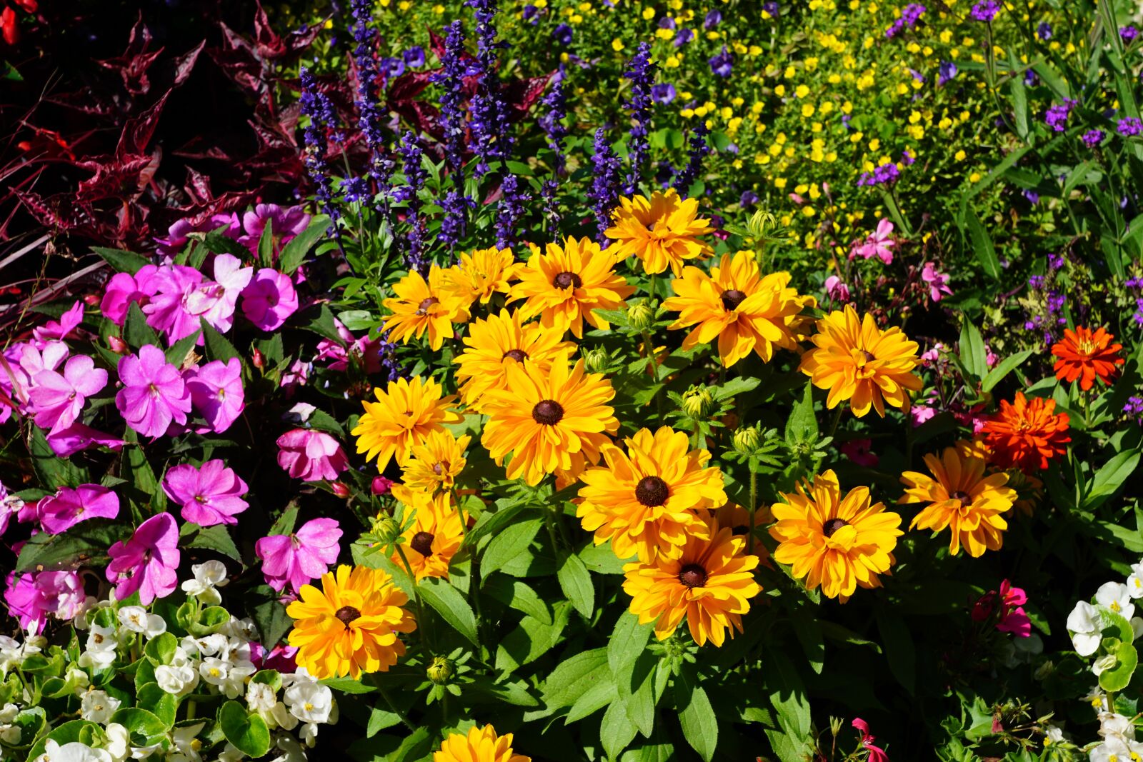 Sony ILCA-77M2 sample photo. Flowers, green, plant photography