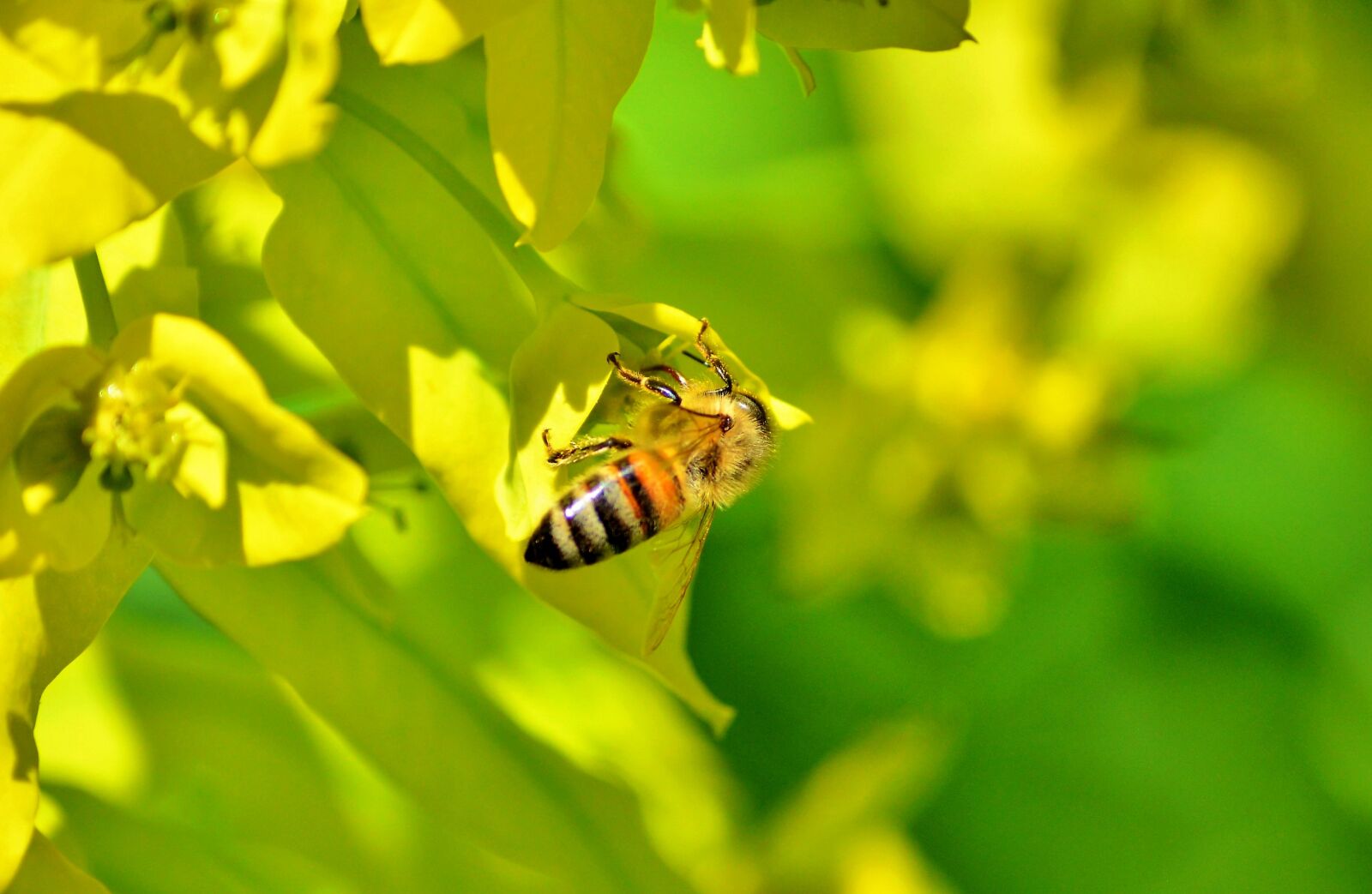 Nikon D3200 sample photo. Bee, honey bee, blossom photography