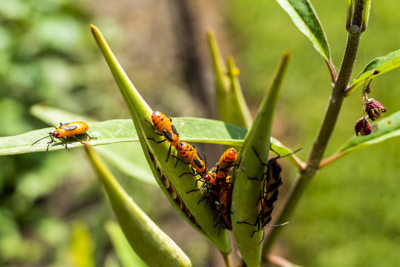 Panasonic Lumix DMC-FZ1000 sample photo. Milkweed, bugs, insects photography