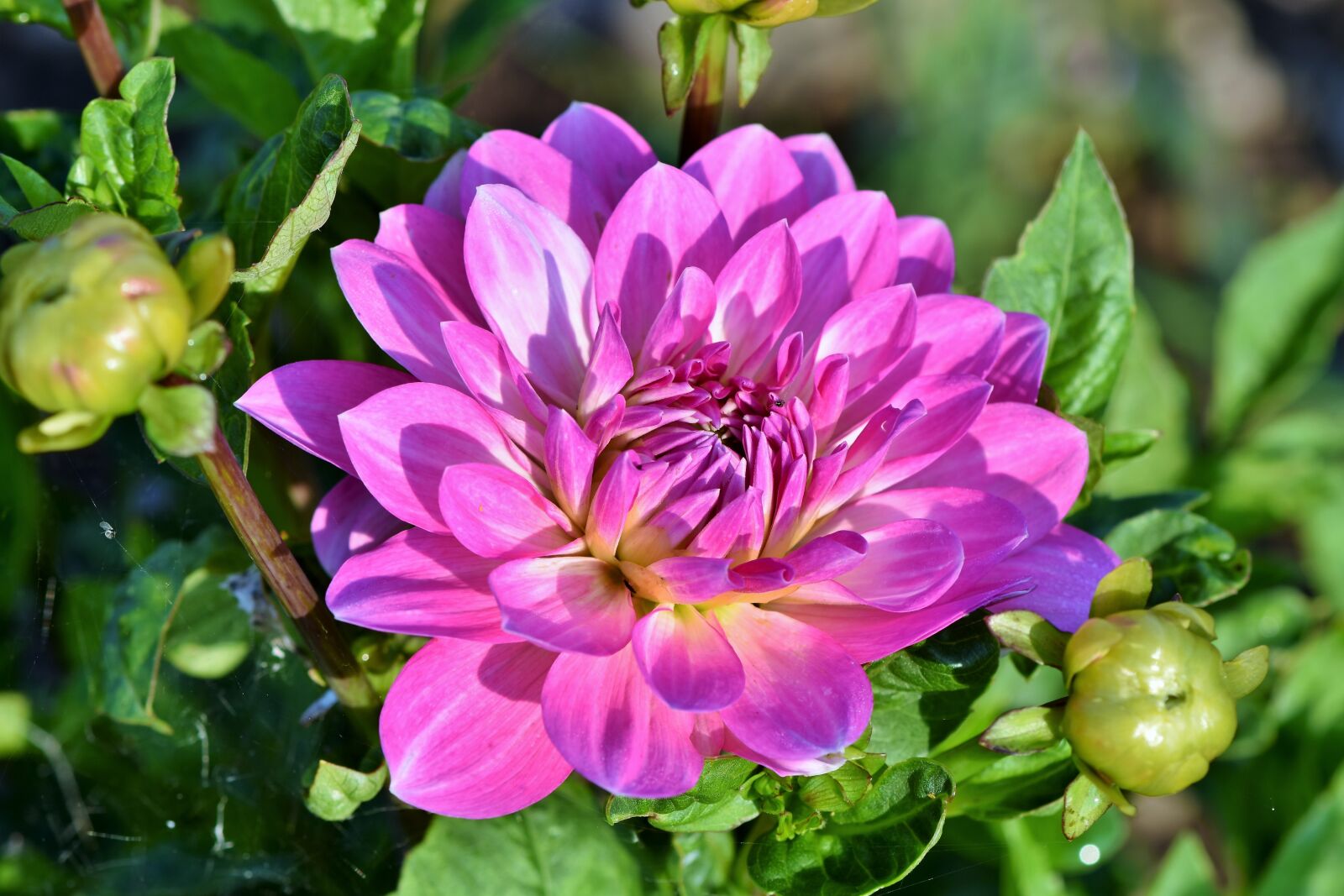 Nikon D7200 sample photo. Dahlia, dahlias bud, flower photography
