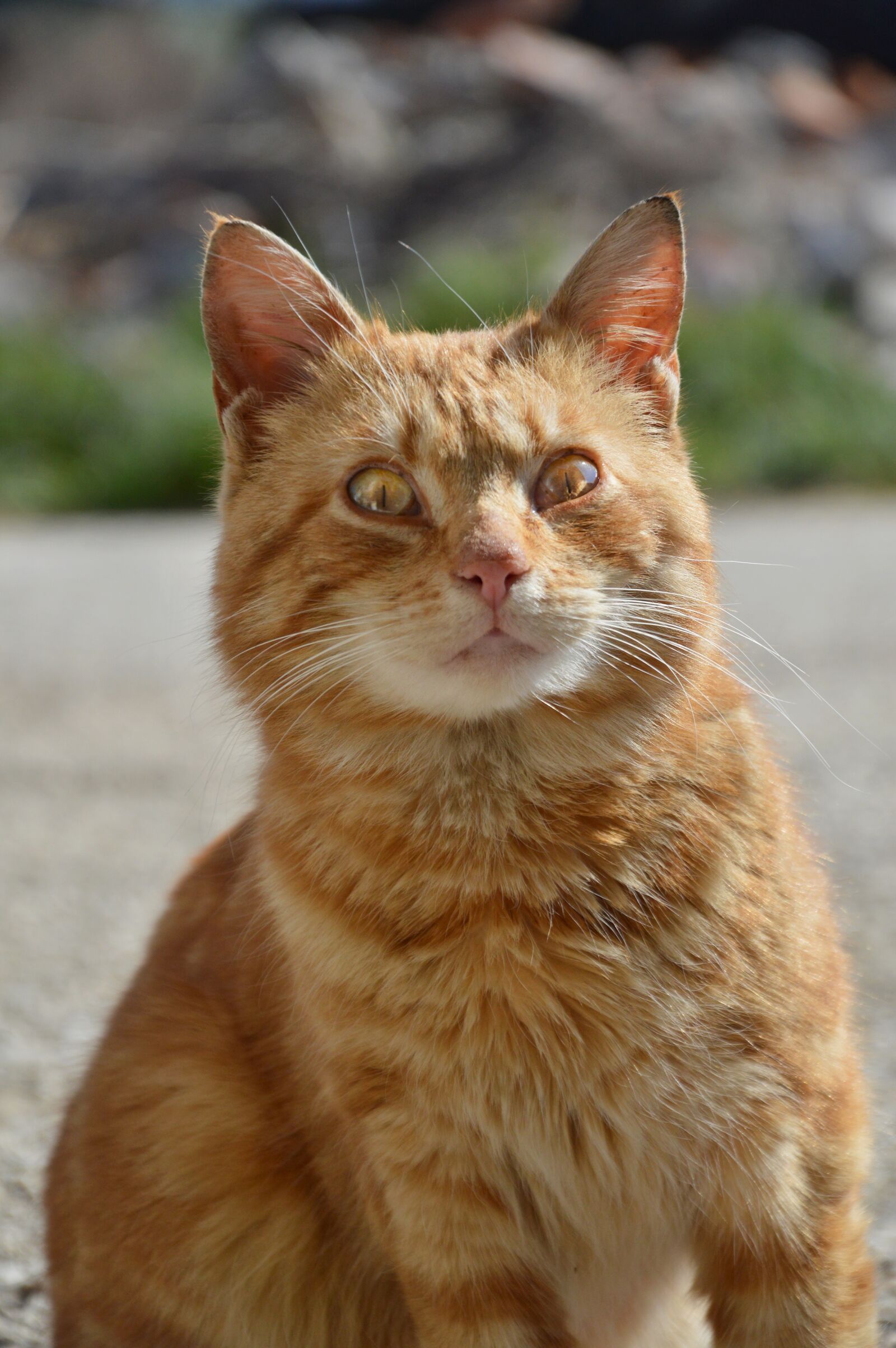 Nikon D3200 sample photo. Cat, tomcat, animal photography