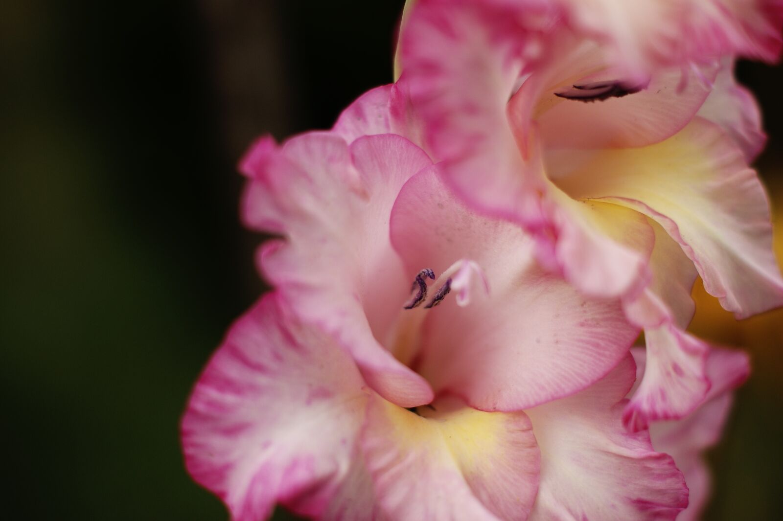 Sony Alpha DSLR-A290 sample photo. Flower, pink, nature photography